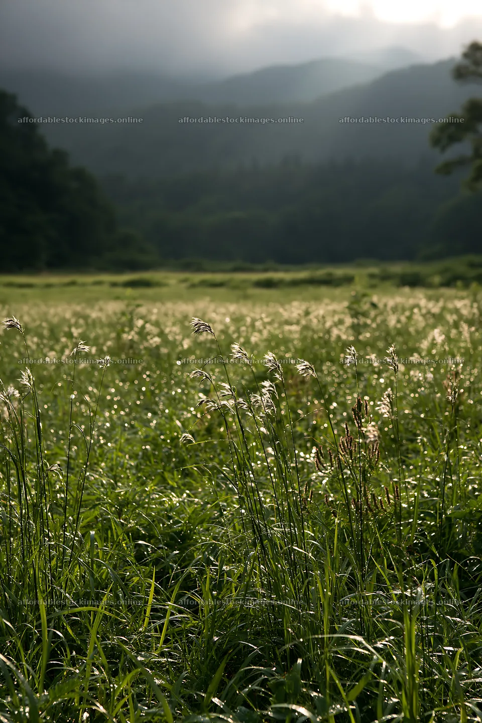 Iwate rain refreshed meadow seedhead foreground – stock images 6480x9722