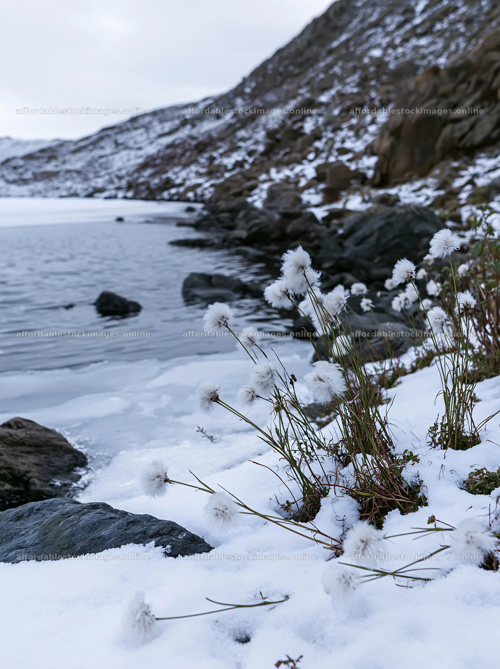 Frozen tarn meadow with snow-covered plants along the water – stock images 6866x9174