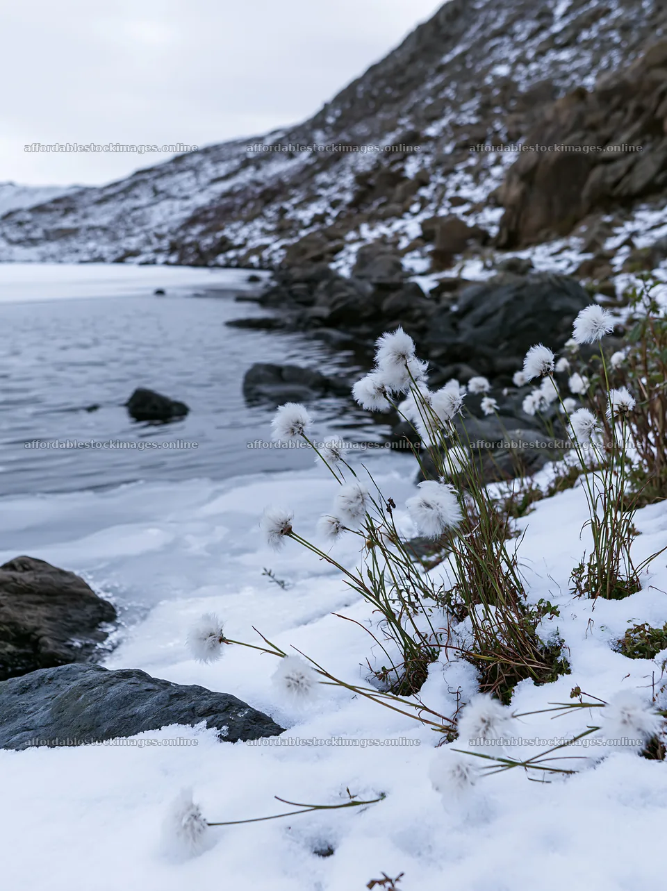 Frozen tarn meadow with snow-covered plants along the water – stock images 6866x9174