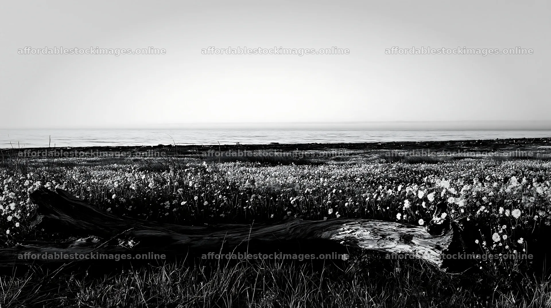 Chiba coastal meadow with driftwood in black and white – stock images 10608x5938