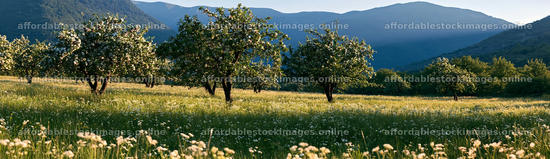 Highland apple meadow with trees and mountains in the background – stock images 14762x4268