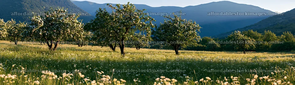 Highland apple meadow with trees and mountains in the background – stock images 14762x4268
