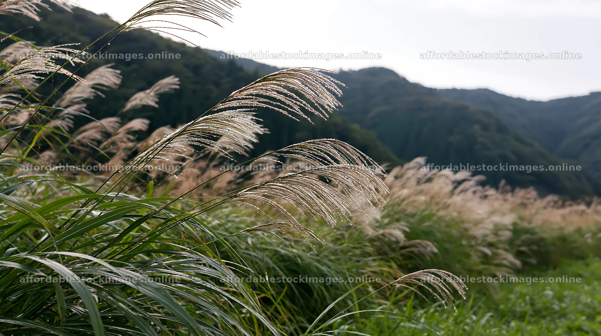 Fukui native grass meadow rain droplets in a natural setting – stock images 10608x5938