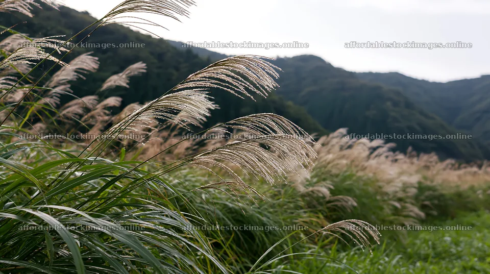 Fukui native grass meadow rain droplets in a natural setting – stock images 10608x5938