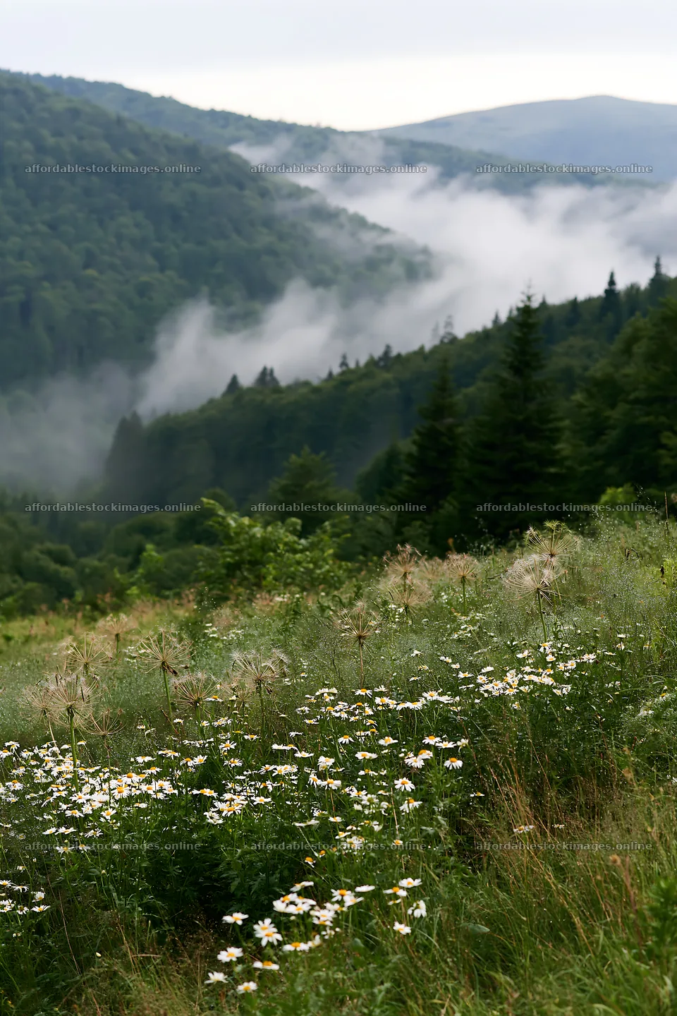 Meadow with seedheads near a misty mountain landscape – stock images 6480x9722