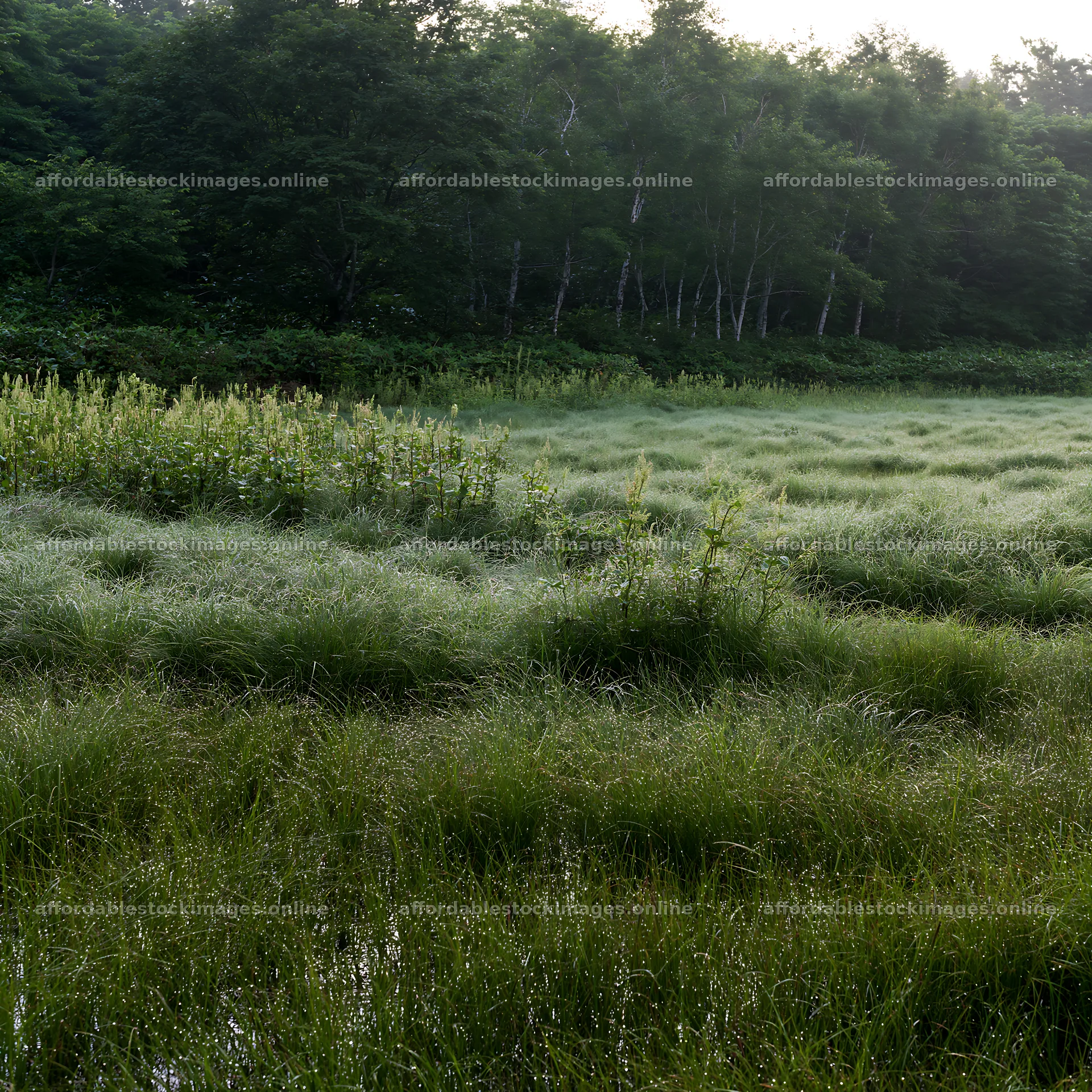 Expansive Hokkaido restoration meadow with dewdrops – stock images 7938x7938
