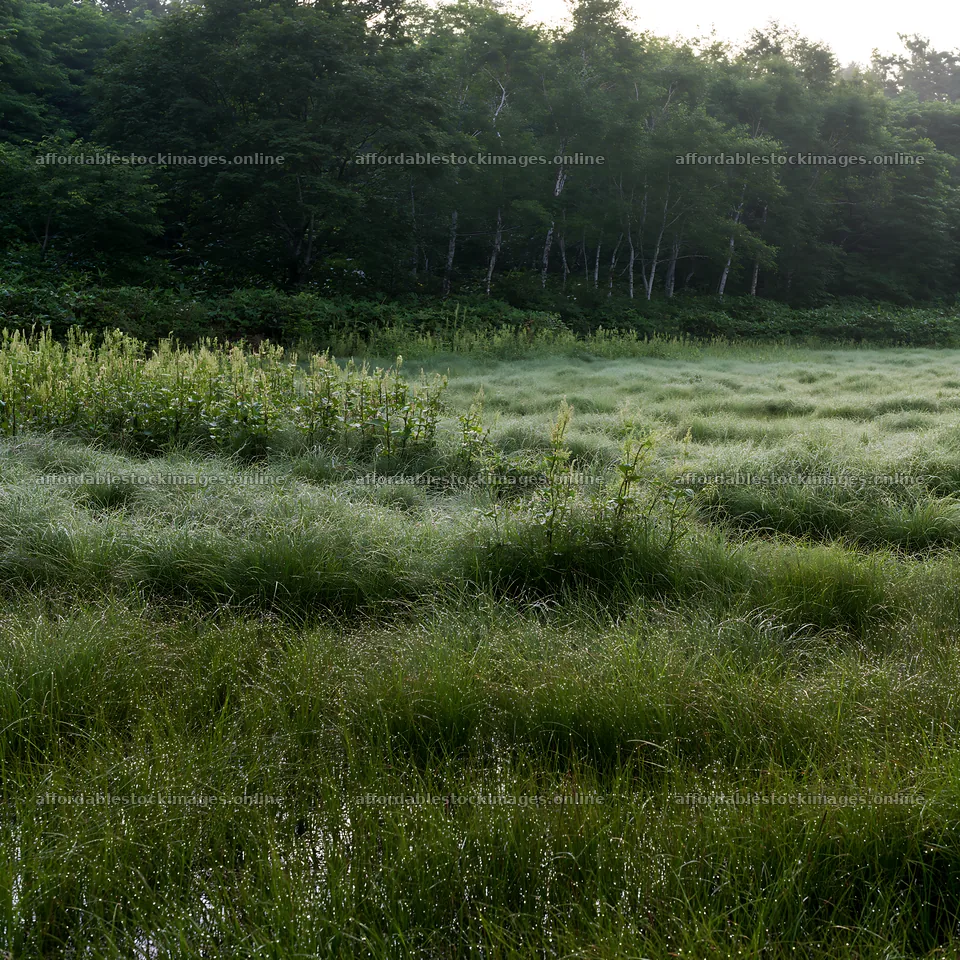 Expansive Hokkaido restoration meadow with dewdrops – stock images 7938x7938