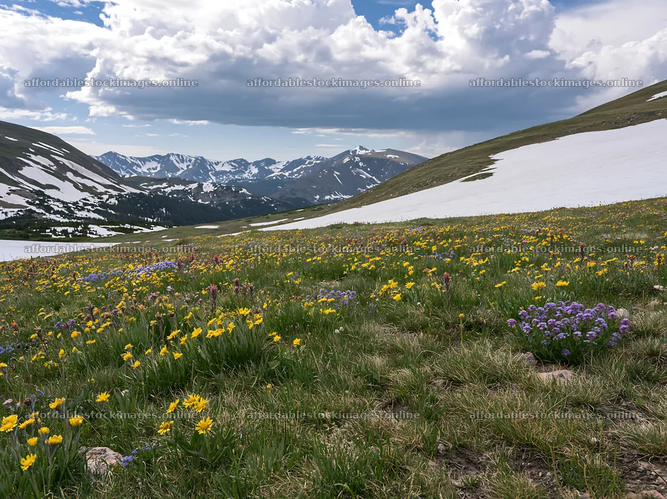 Snowy Rocky Mountain Park meadow with wildflowers and mountains – stock images 9174x6866