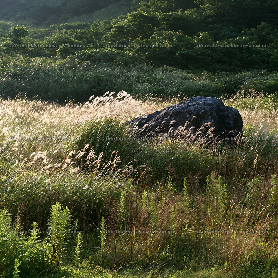 Aomori climate resilient meadow with boulder under soft light – stock images 7938x7938