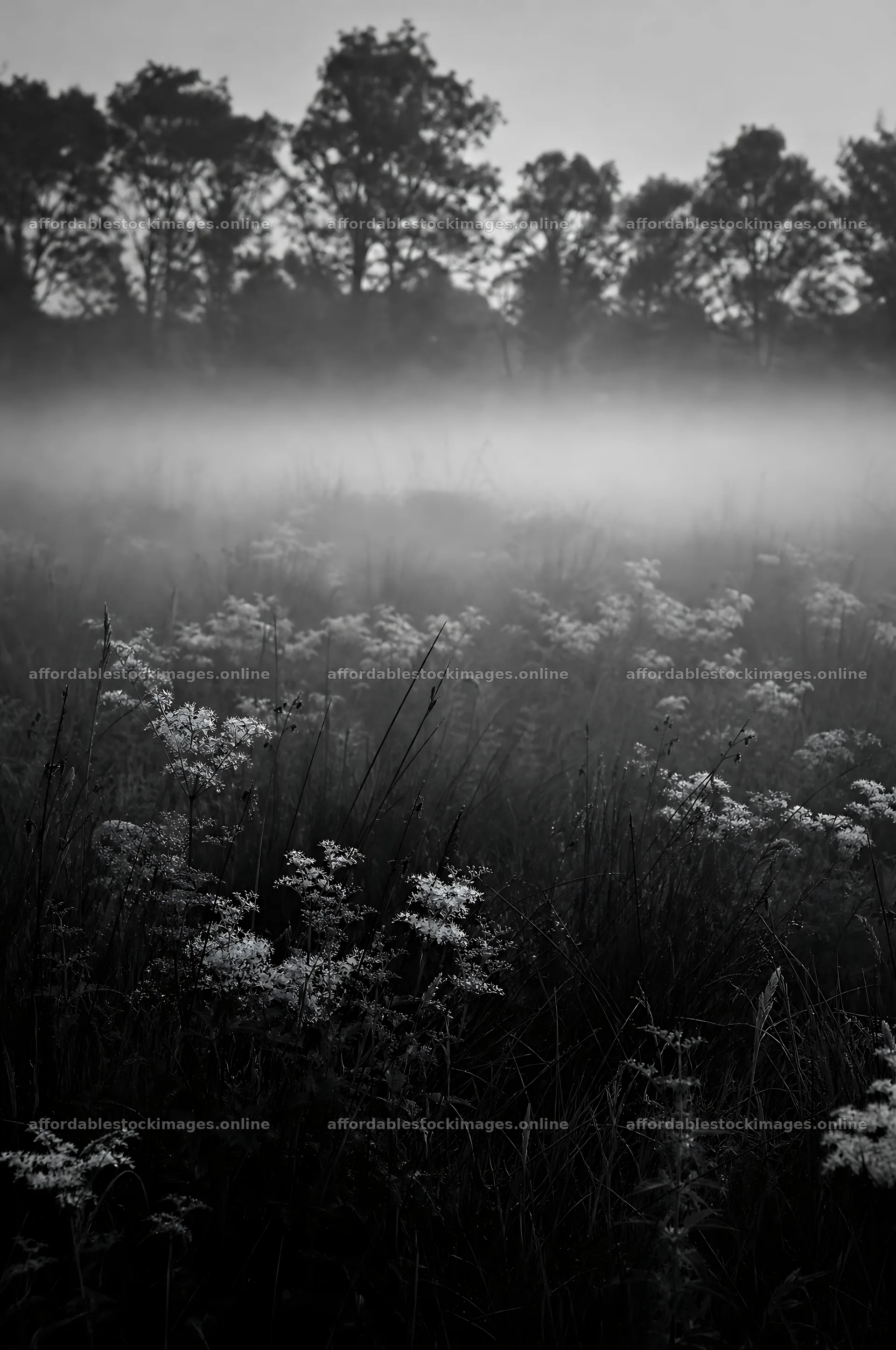 Rewilding meadow with fog and wildflowers in morning light – stock images 6468x9740