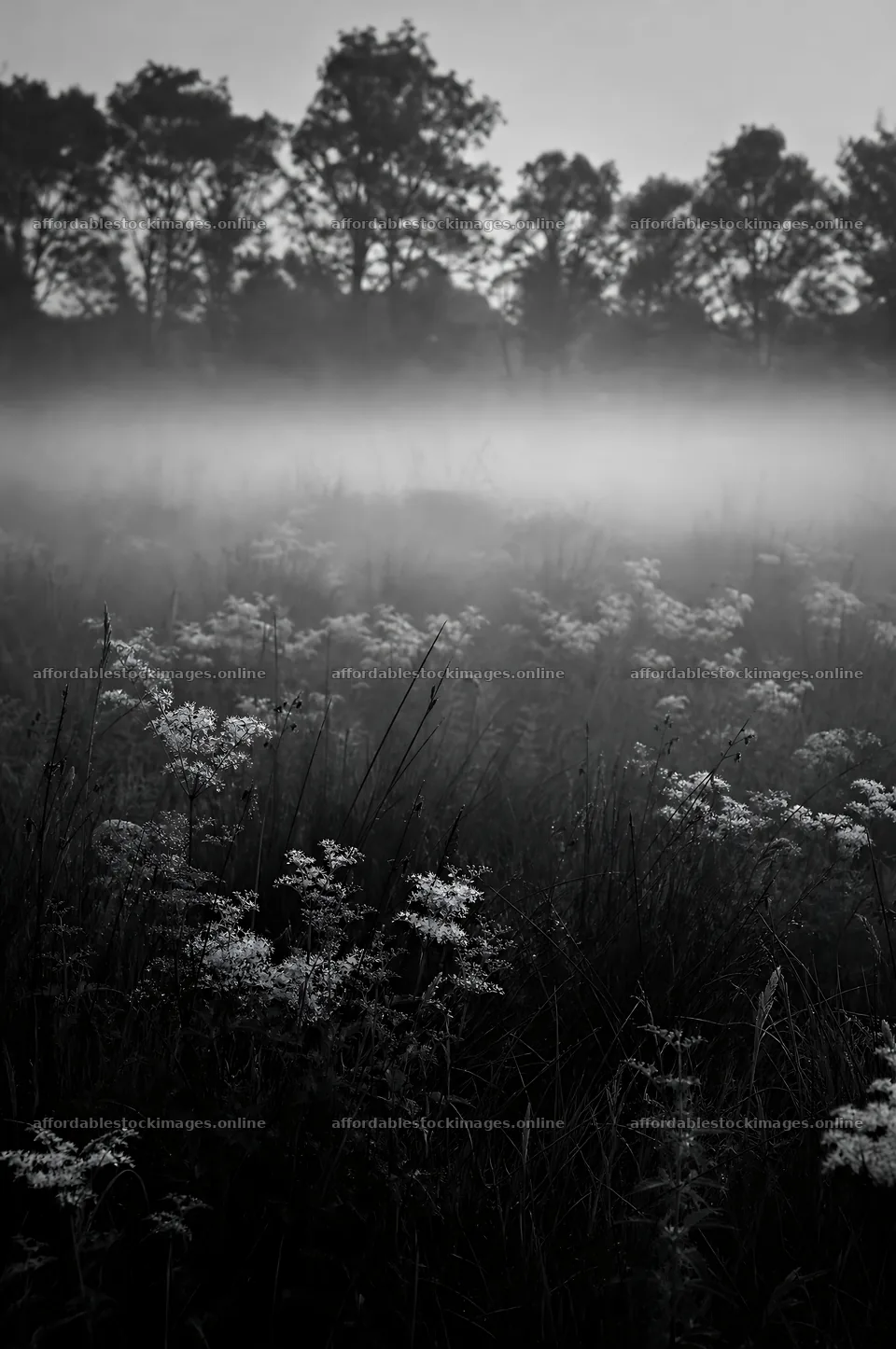 Rewilding meadow with fog and wildflowers in morning light – stock images 6468x9740
