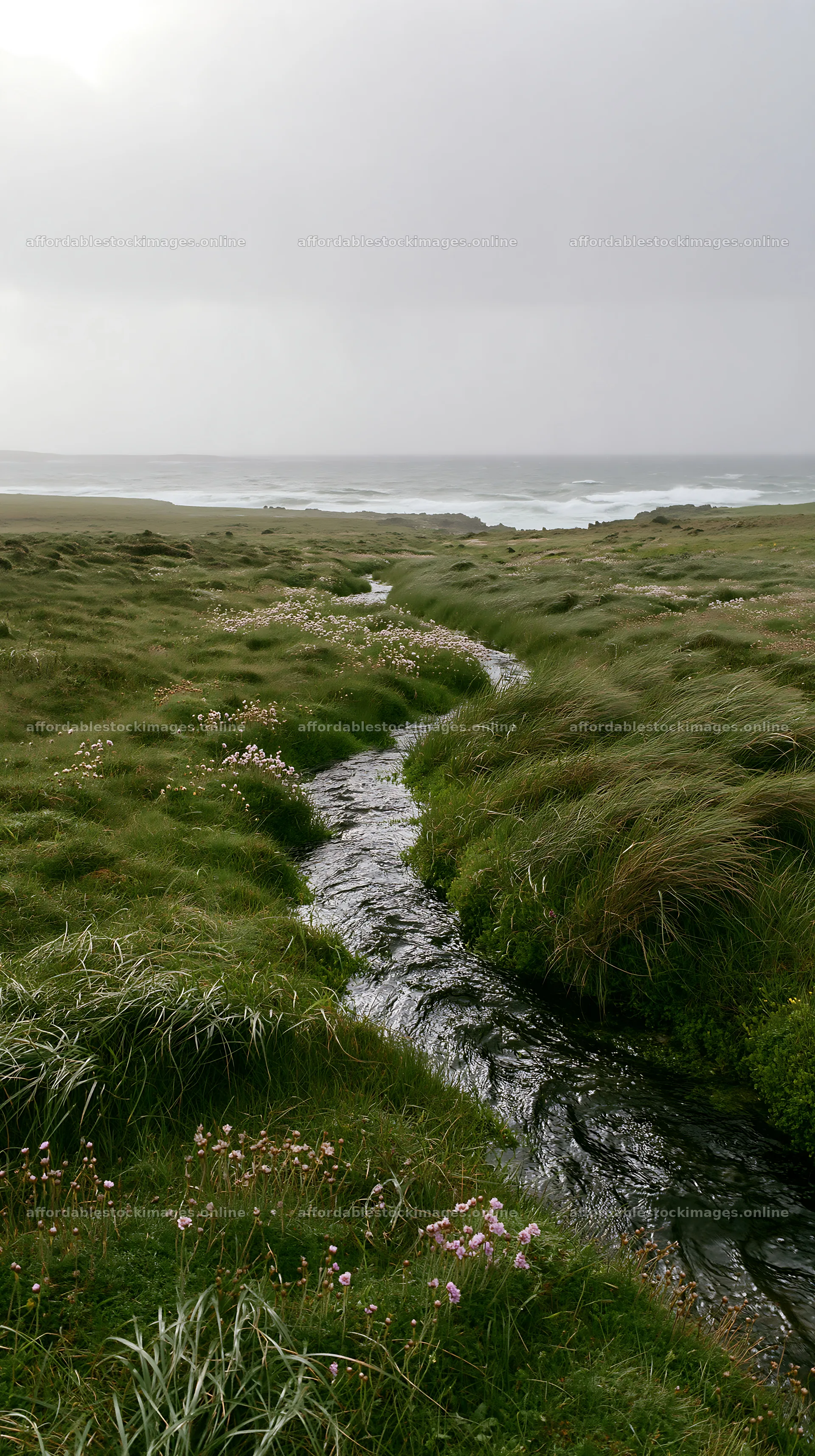 Winding stream through a grassy meadow near the ocean – stock images 5938x10608