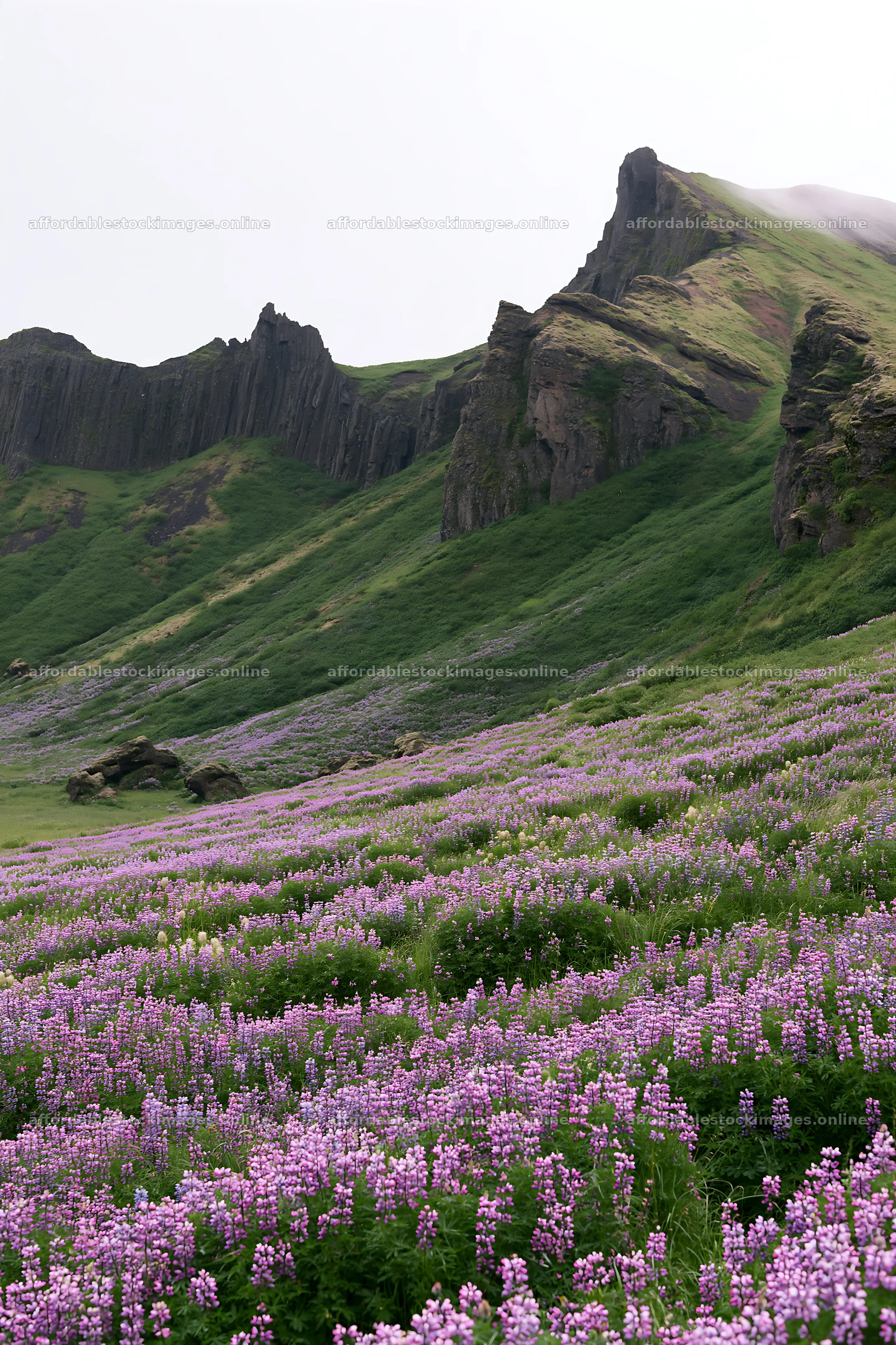 Meadow blooming with flowers beneath mountain crags – stock images 6480x9722
