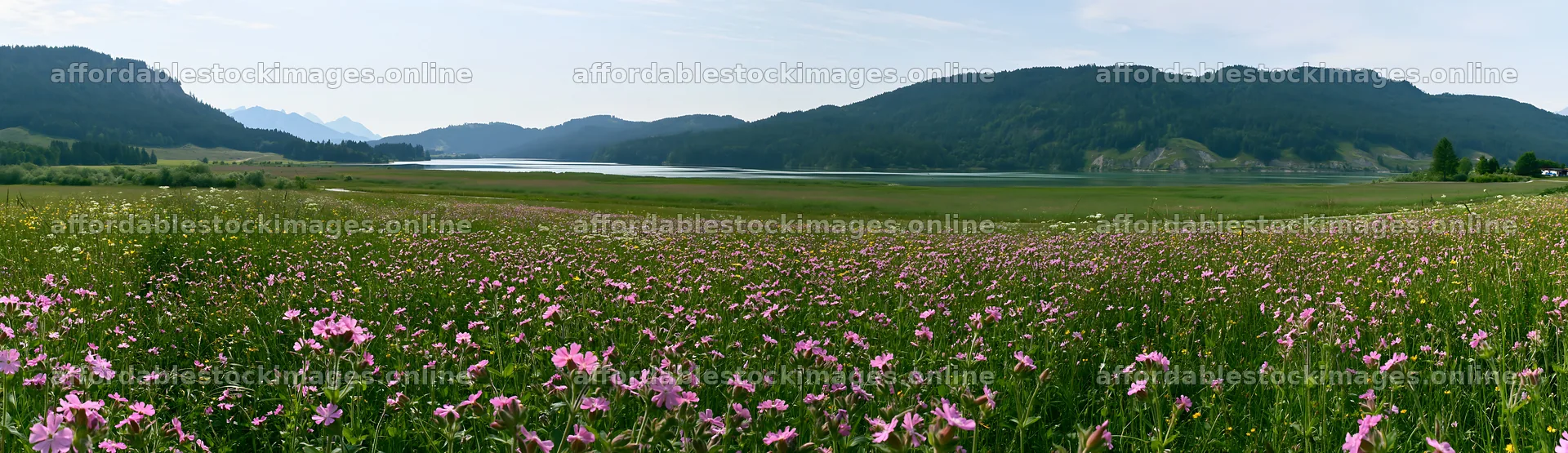 Lakeside meadow in Germany with flowers and mountains – stock images 14762x4268