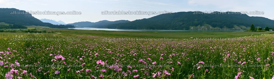 Lakeside meadow in Germany with flowers and mountains – stock images 14762x4268
