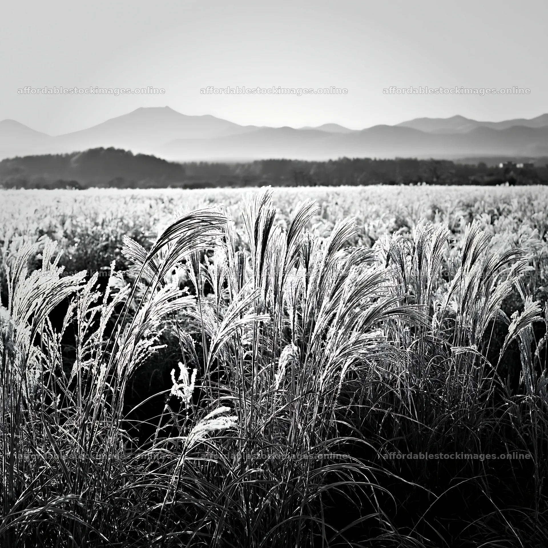 Hokkaido grass meadow seedheads shimmer in sunlight – stock images 7938x7938