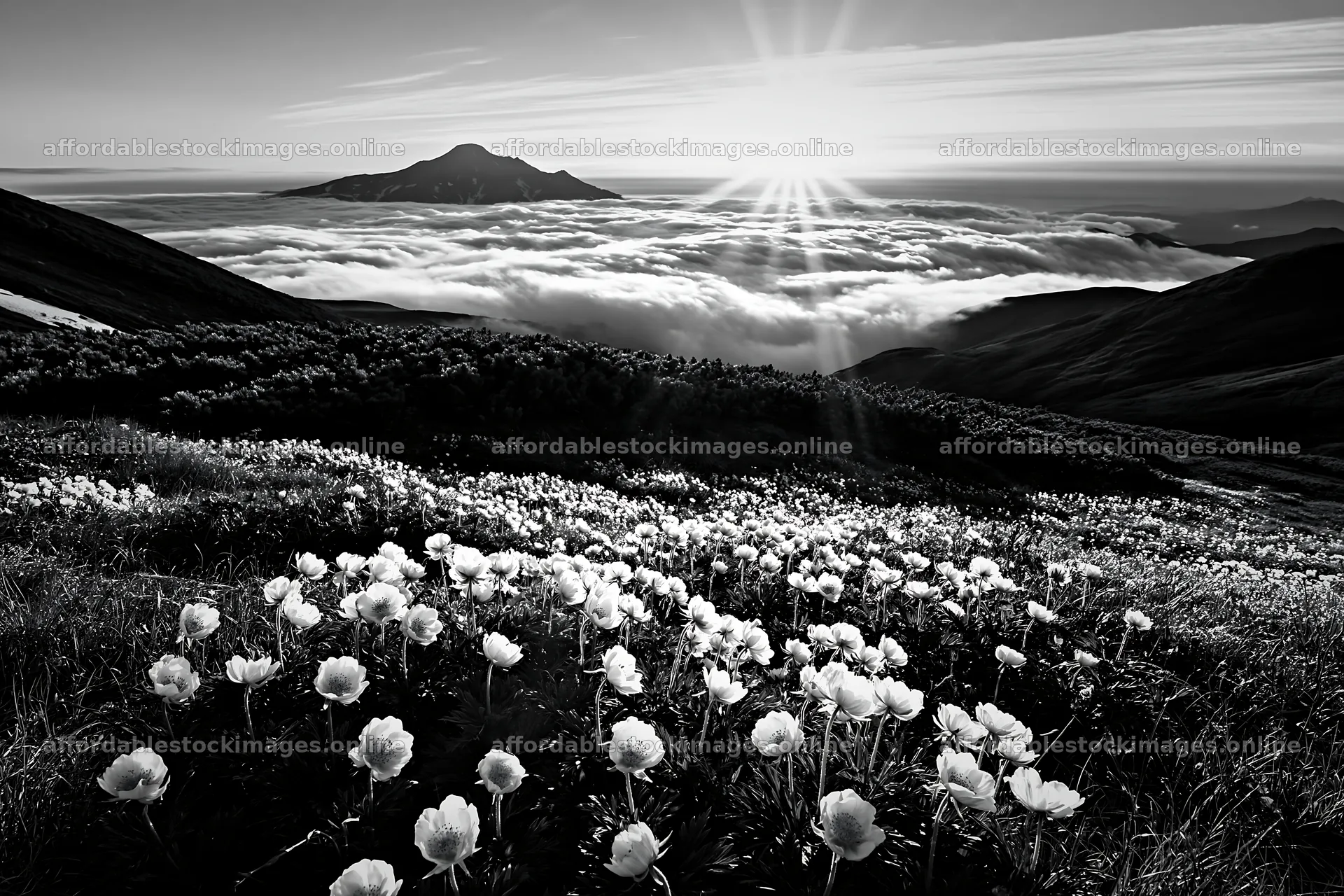 Daisetsuzan alpine meadow with light rays and flowers – stock images 9722x6480