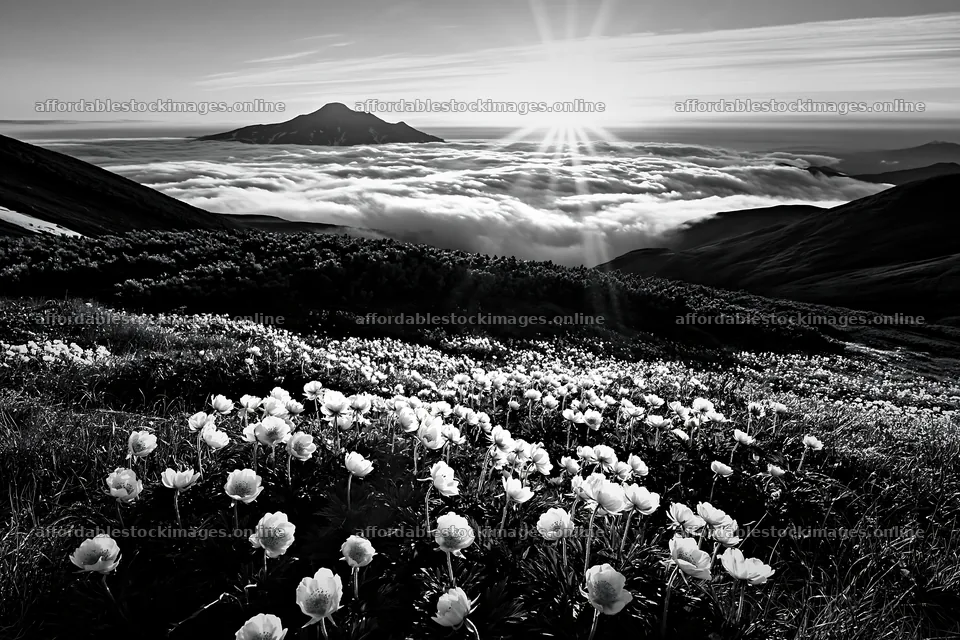 Daisetsuzan alpine meadow with light rays and flowers – stock images 9722x6480