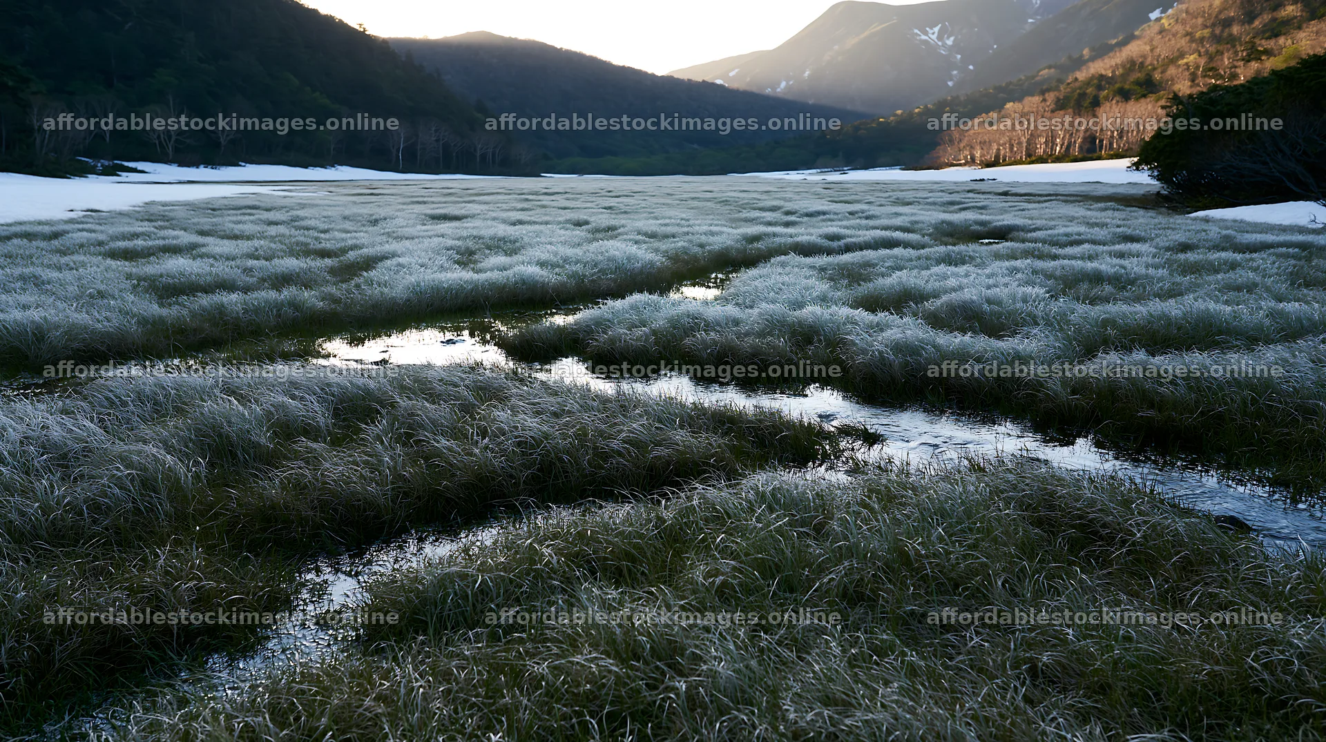 Akita snowmelt meadow with silver grasses at dusk – stock images 10608x5938