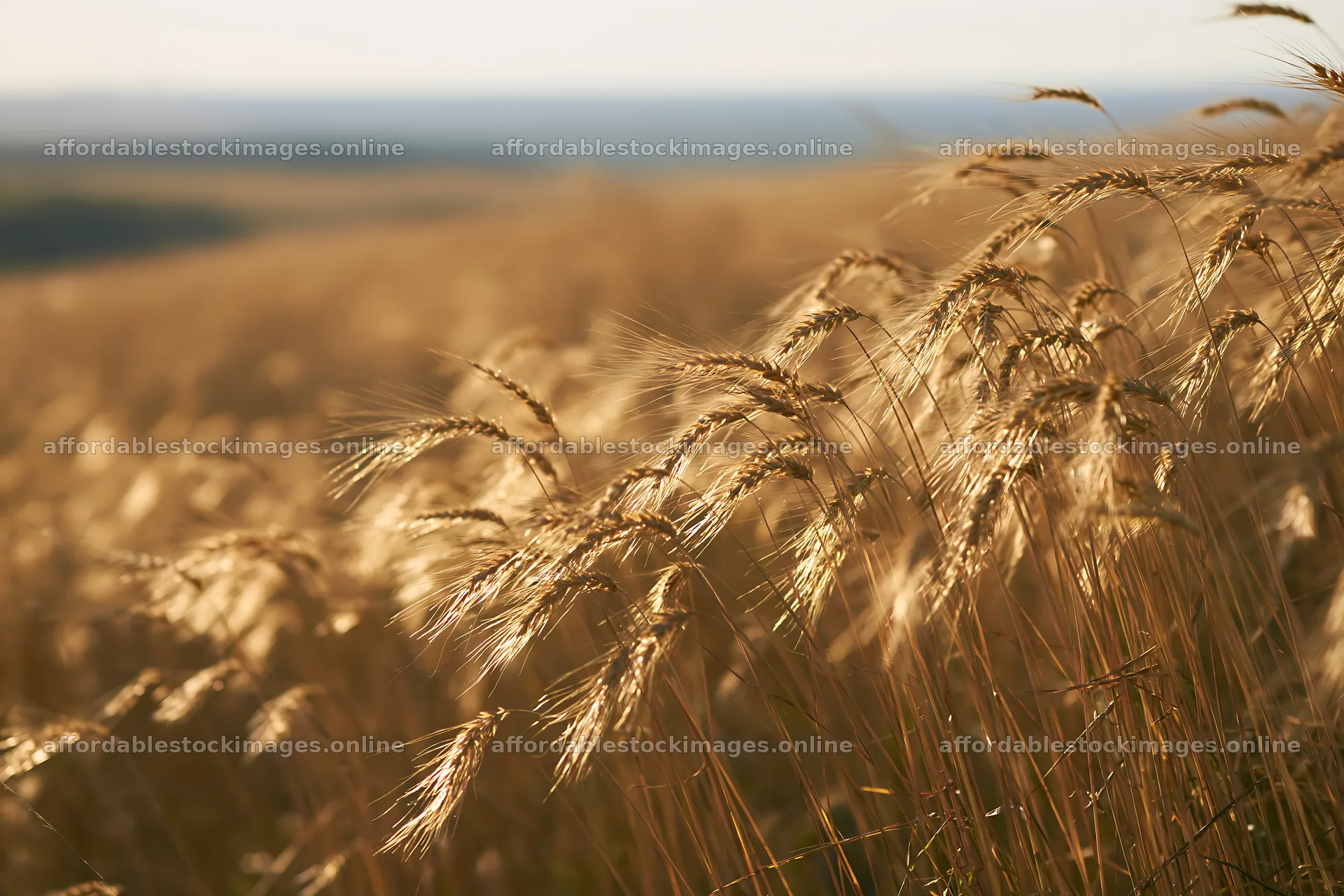Golden wheat field in late afternoon sun shines brightly – stock images 9722x6480