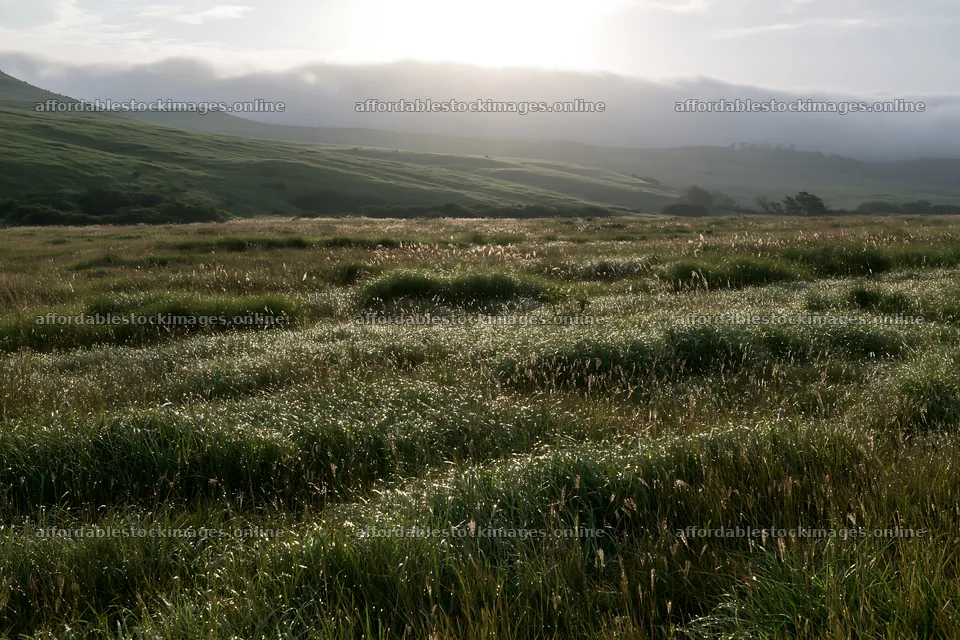 Expansive Hokkaido restoration meadow with dewdrops – stock images 9722x6480
