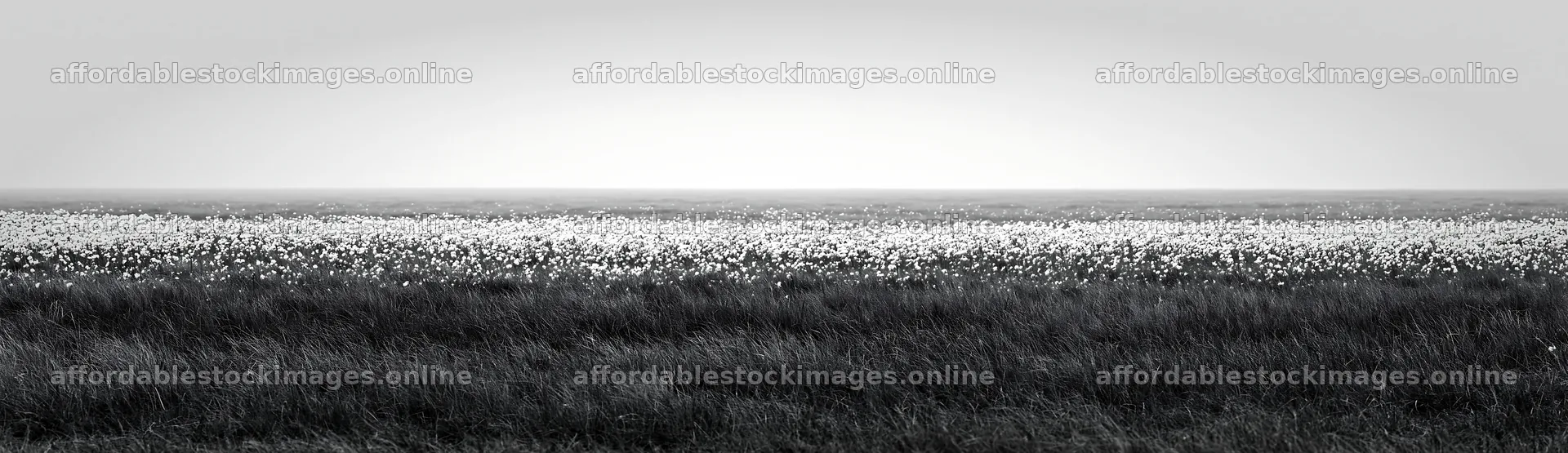 Meadow whiteout with soft grasses and white flowers – stock images 14762x4268