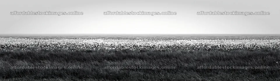 Meadow whiteout with soft grasses and white flowers – stock images 14762x4268