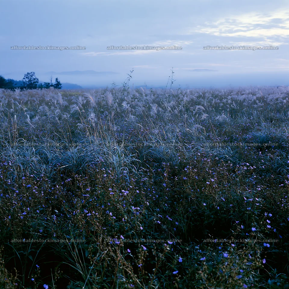 Akita snowmelt meadow with silver grasses at twilight – stock images 7938x7938