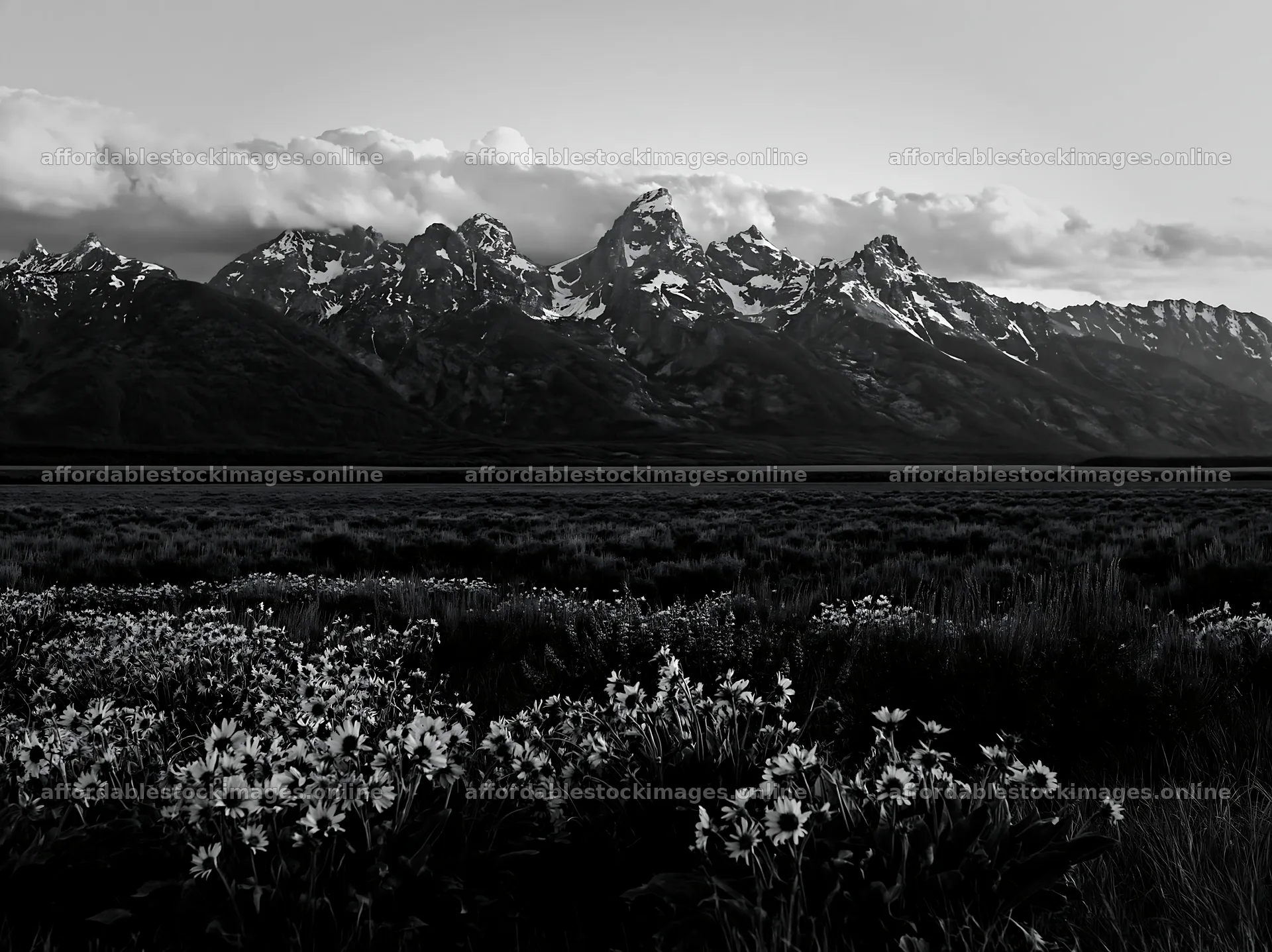 Meadow with flowers and craggy mountains in black and white – stock images 9174x6866