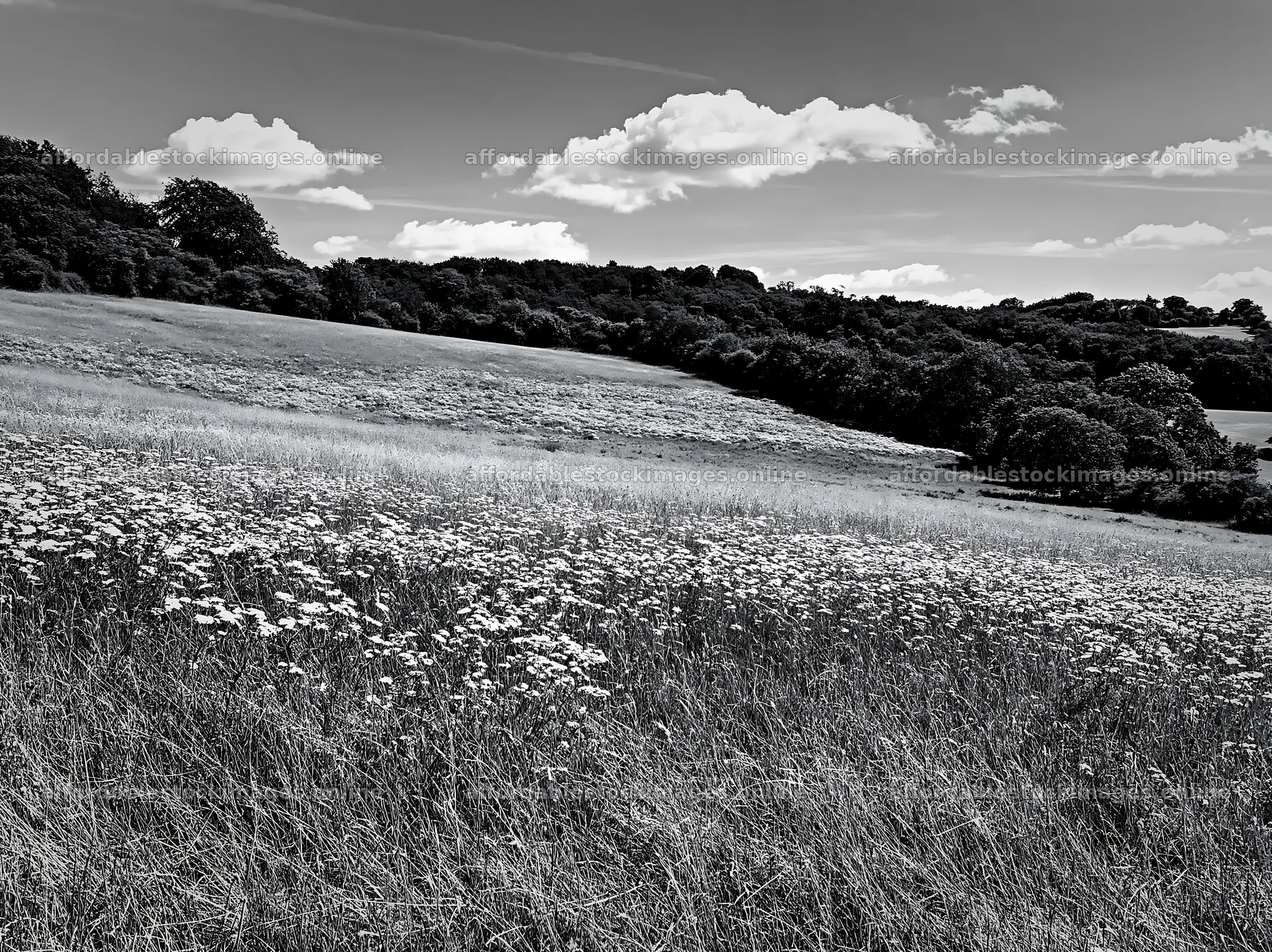 Sunny limestone meadow filled with flowers – stock images 9174x6866