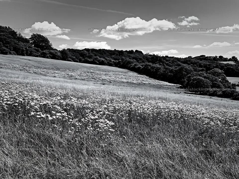 Sunny limestone meadow filled with flowers – stock images 9174x6866