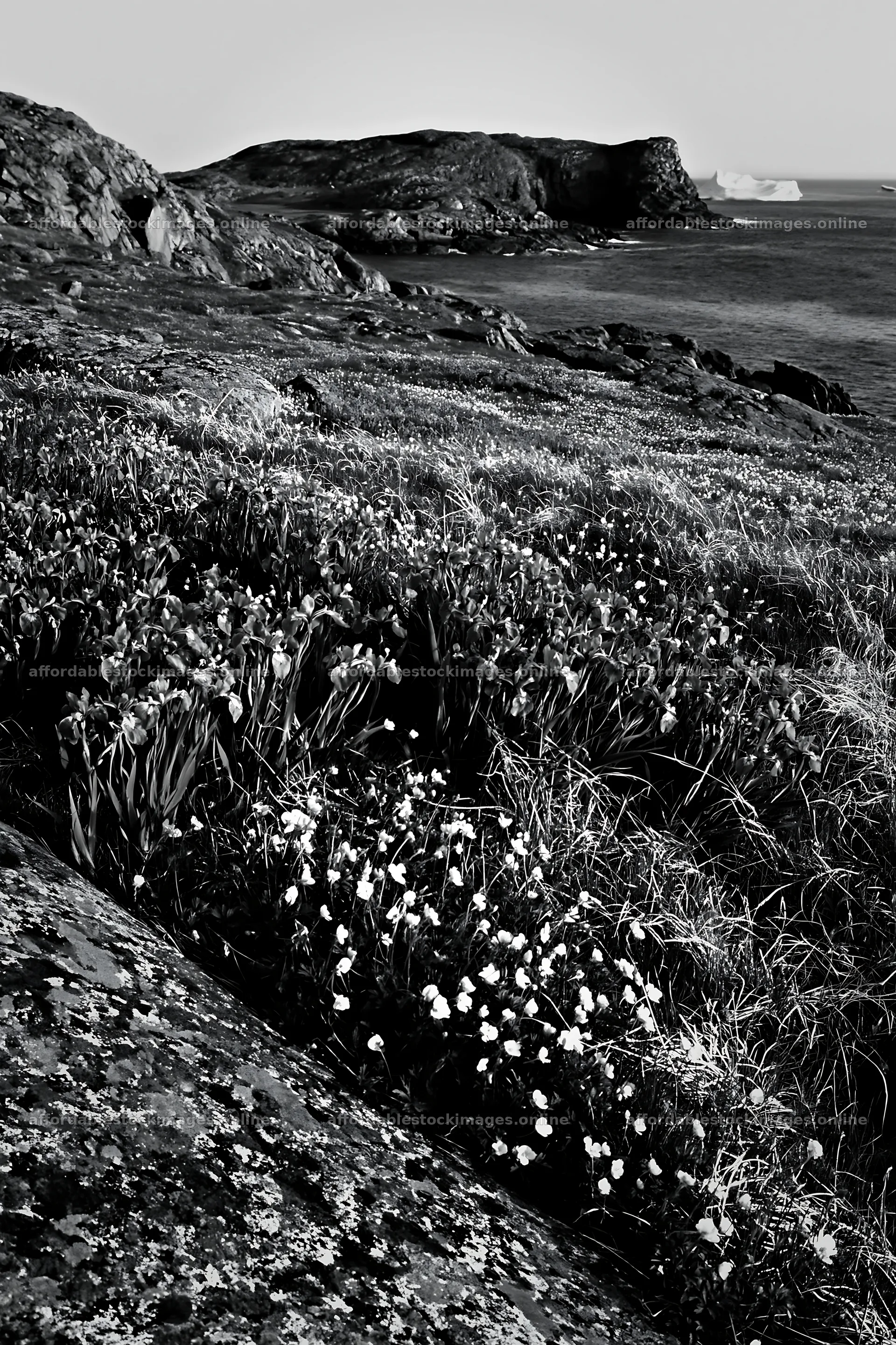 Coastal meadow with flowers and rocky cliffs in clear weather – stock images 6480x9722