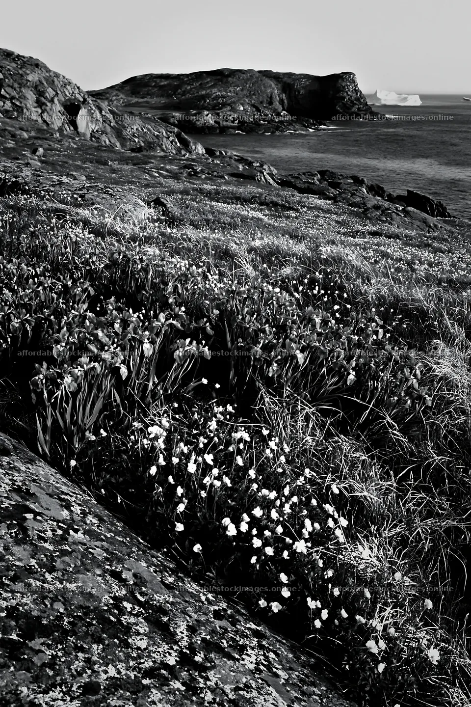 Coastal meadow with flowers and rocky cliffs in clear weather – stock images 6480x9722