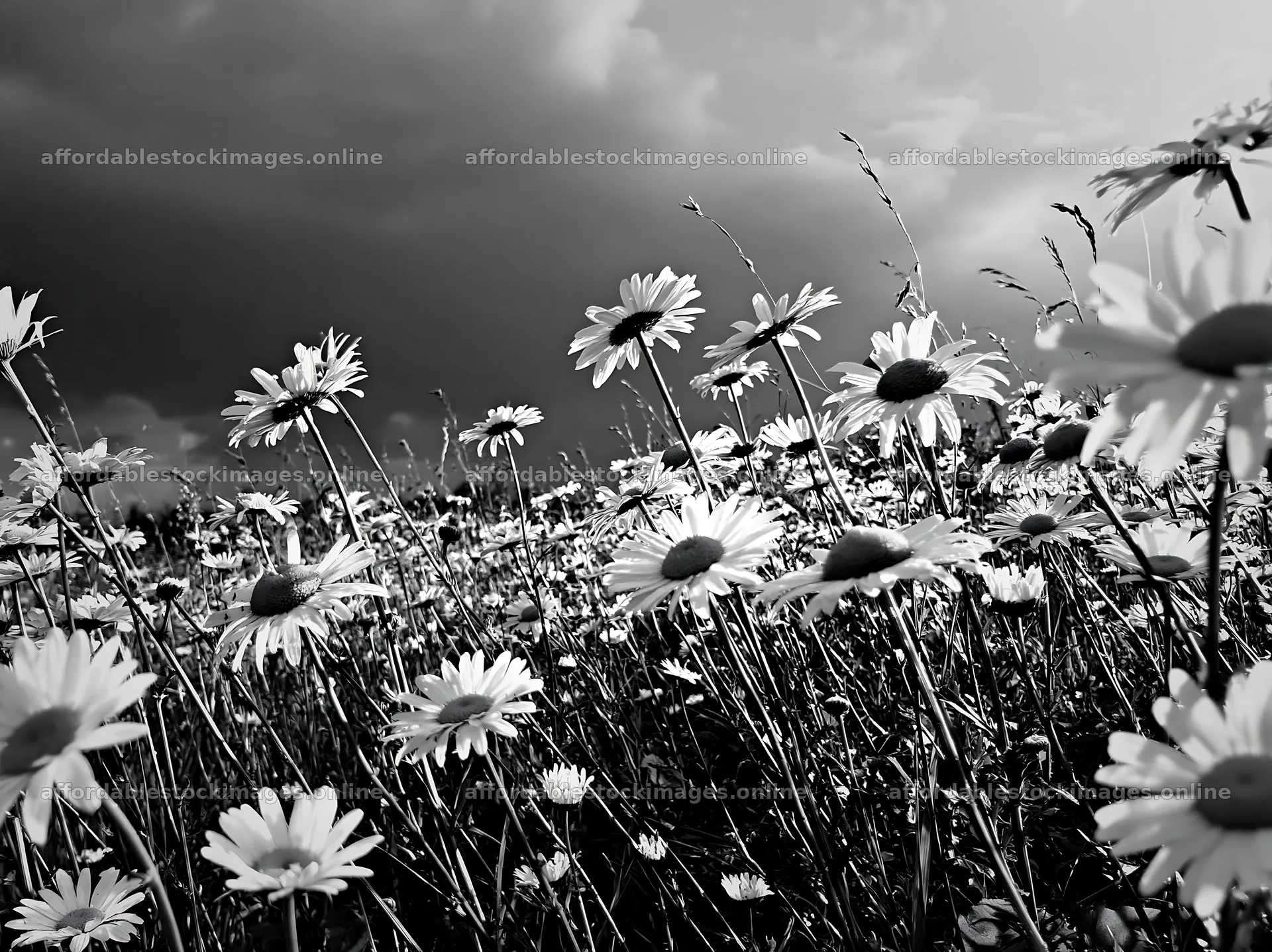 Daisy flowers in a meadow under a cloudy sky – stock images 9174x6866