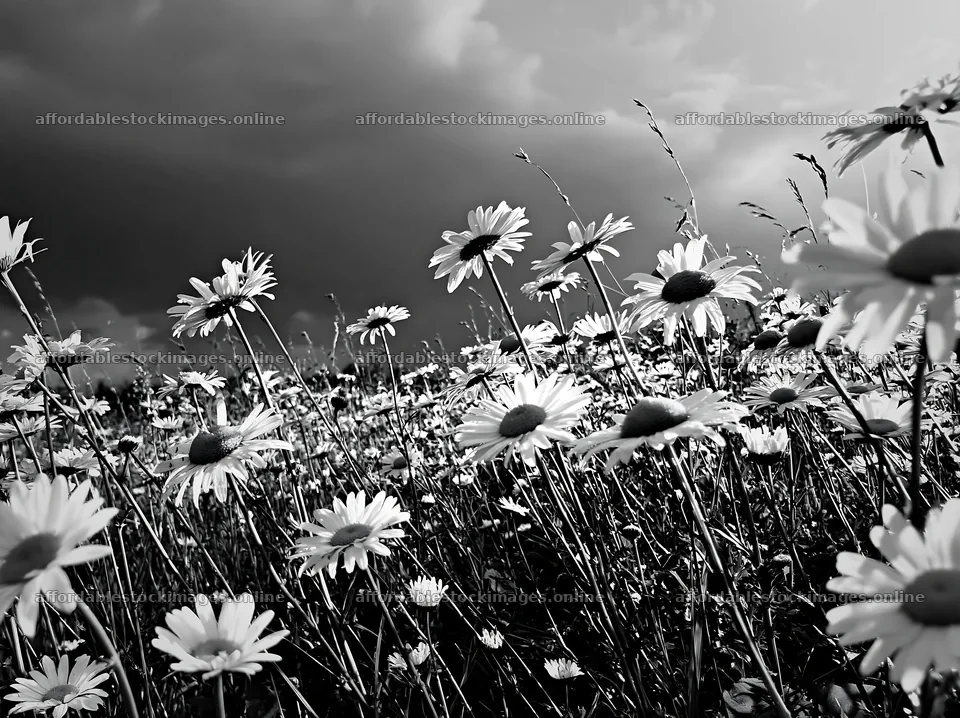 Daisy flowers in a meadow under a cloudy sky – stock images 9174x6866