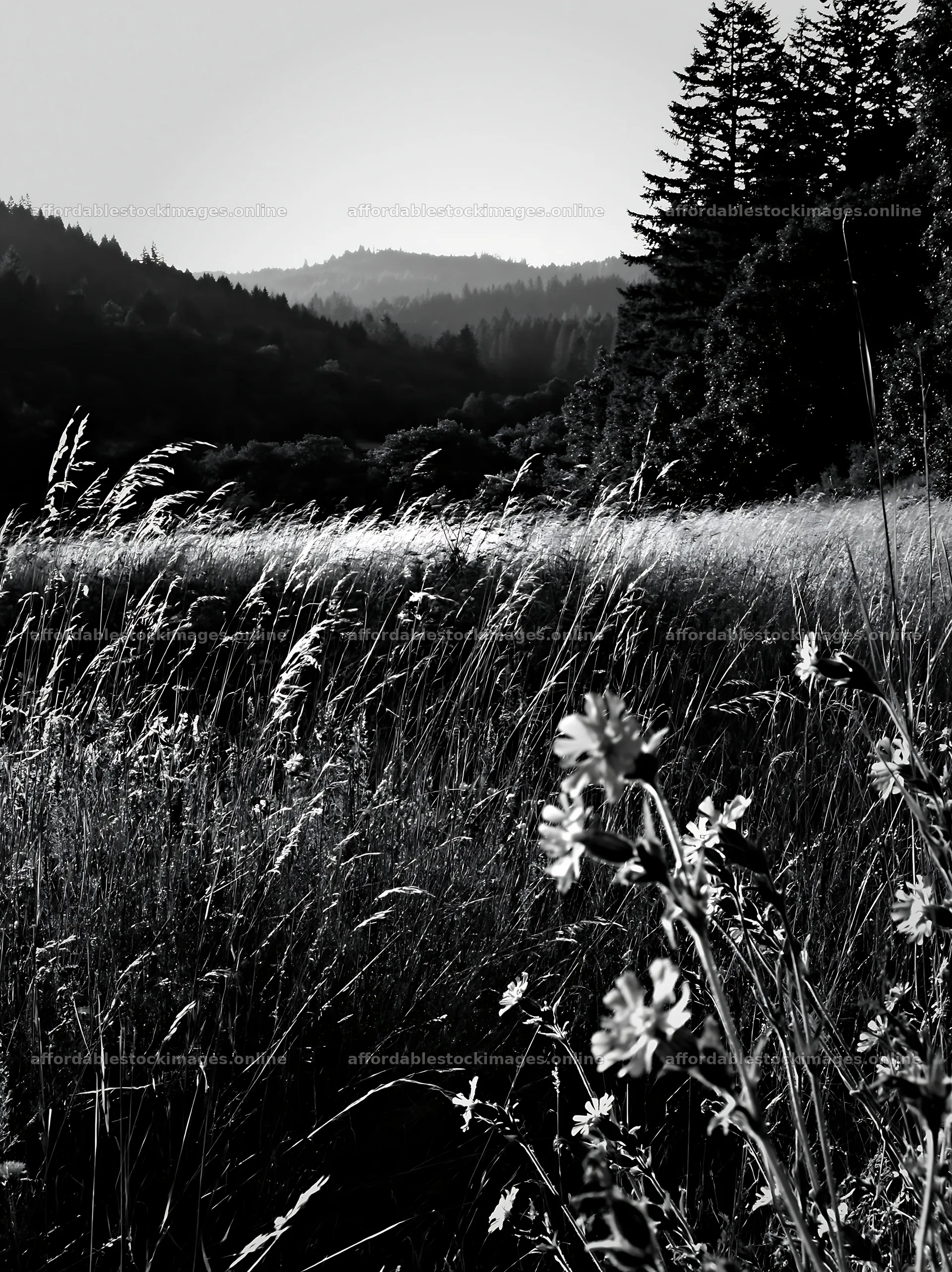 Wooded valley meadow with tall grass and wildflowers – stock images 6866x9174