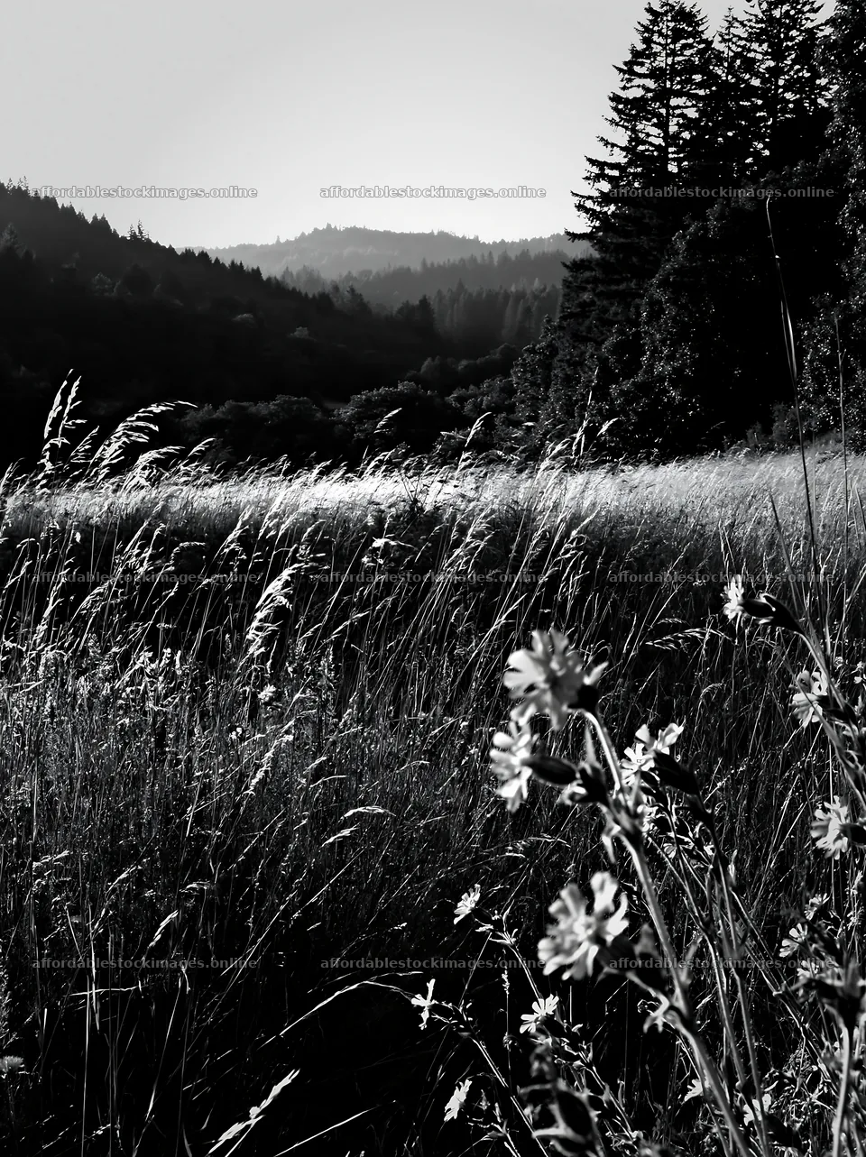 Wooded valley meadow with tall grass and wildflowers – stock images 6866x9174