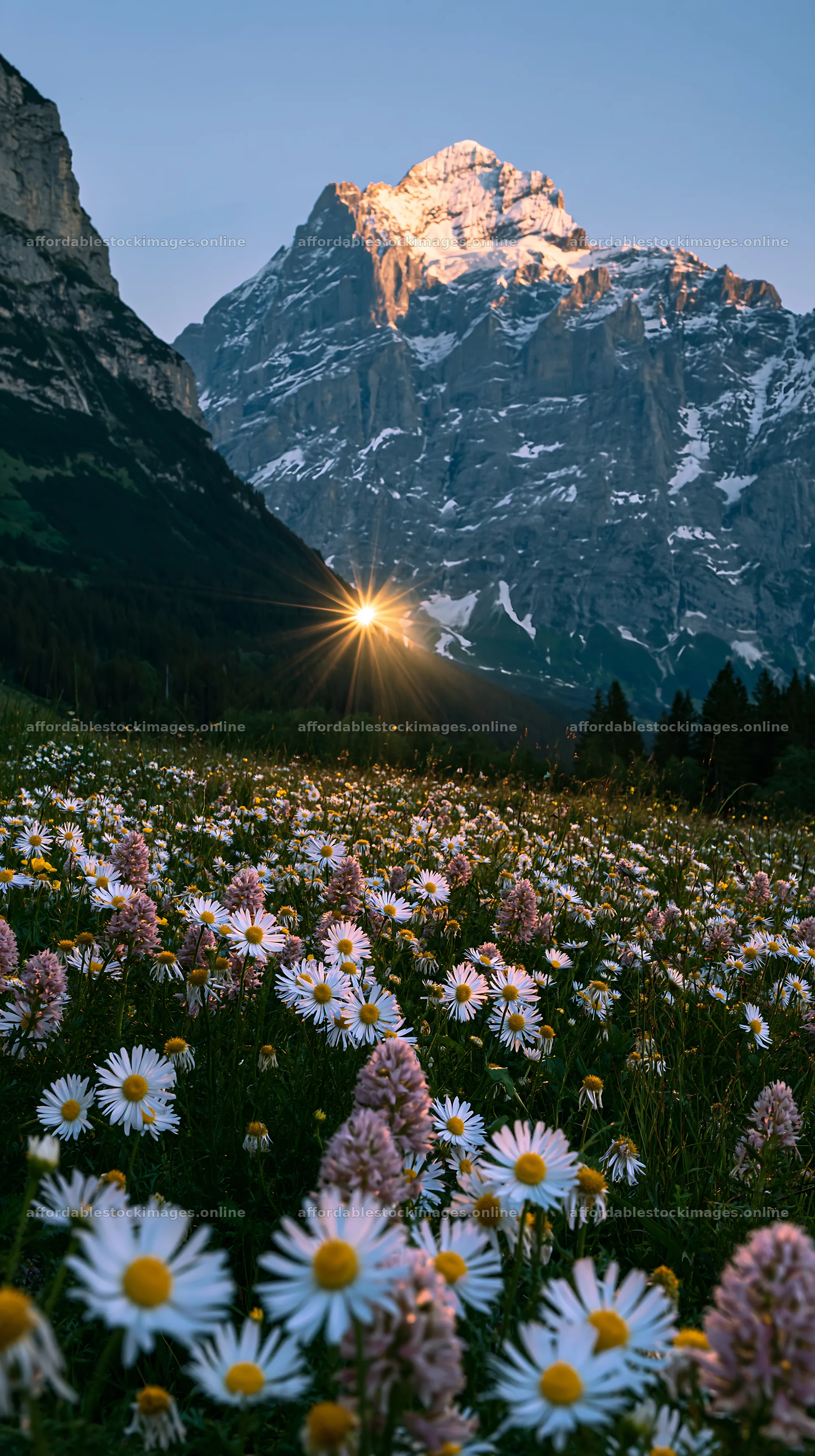 Light rays shine over Lauterbrunnen Valley meadow with flowers – stock images 5938x10608