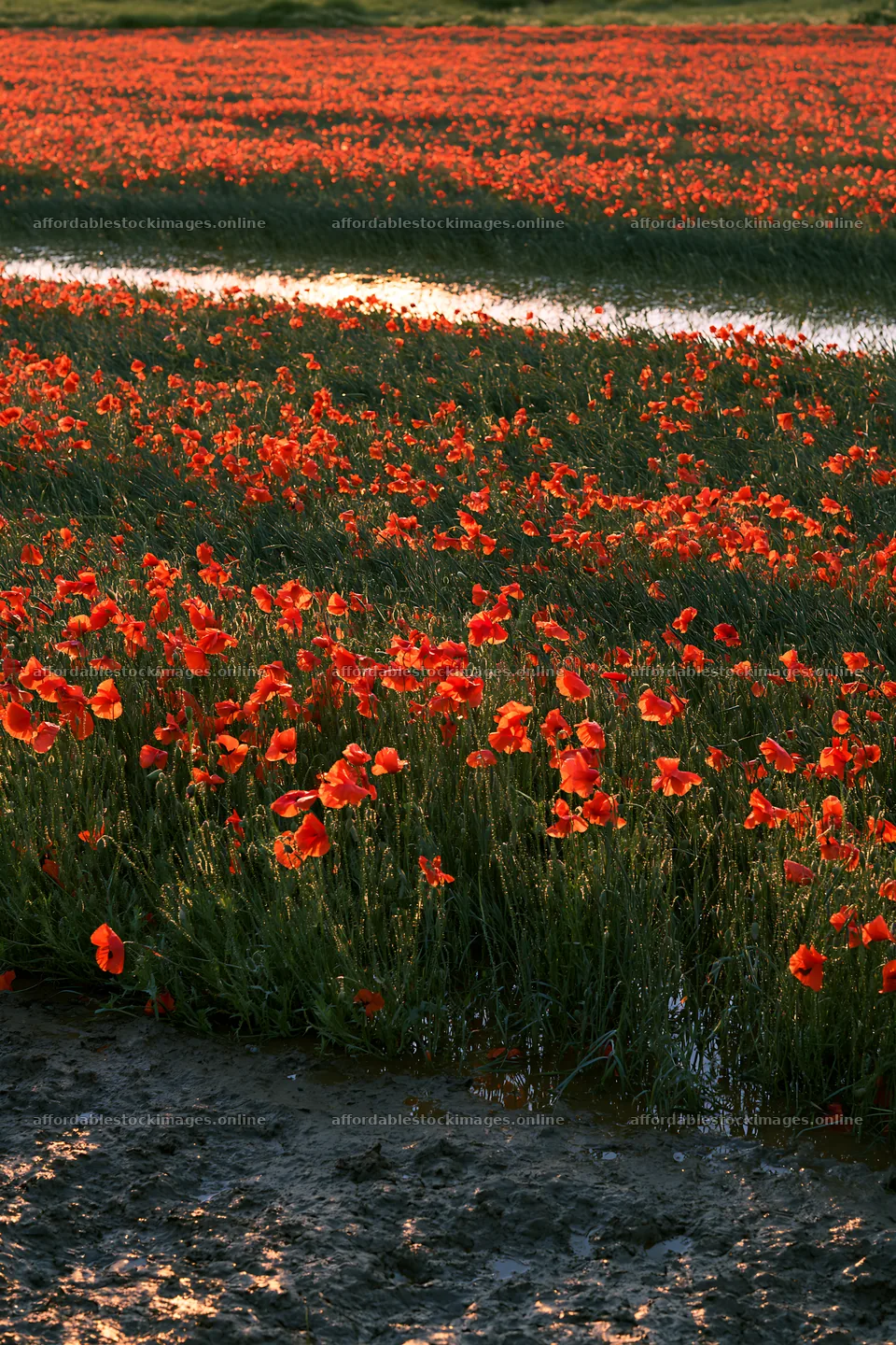High contrast meadow with red flowers and natural watercourse – stock images 6480x9722