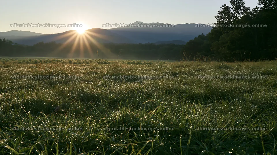 Expansive Hokkaido restoration meadow with dewdrops – stock images 10608x5938