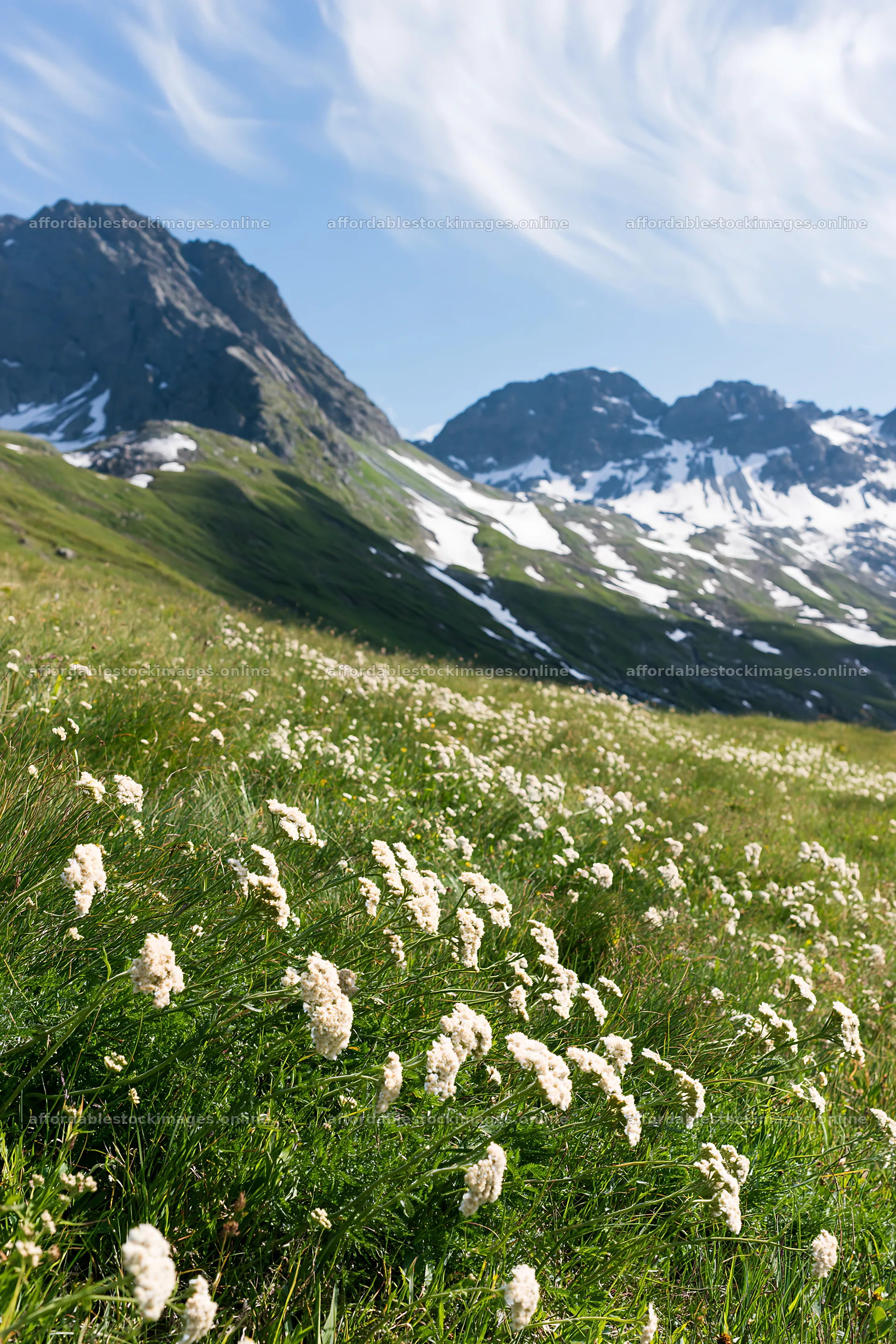 Yarrow meadow blooms in a mountainous landscape – stock images 6480x9722