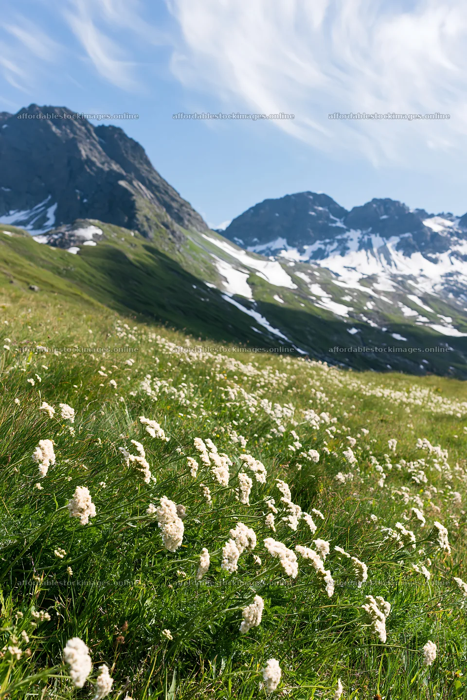 Yarrow meadow blooms in a mountainous landscape – stock images 6480x9722