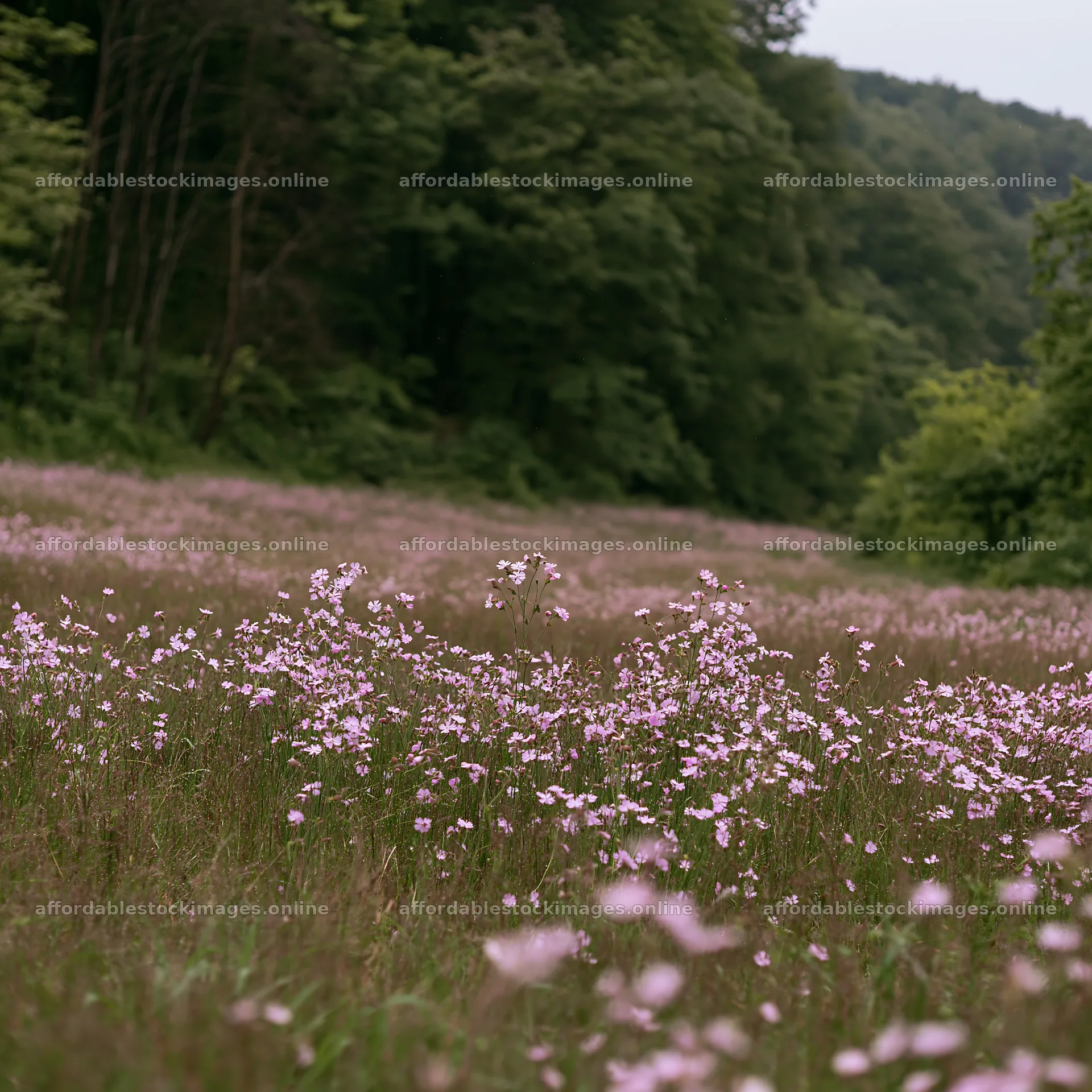 Hungarian meadow along wooded valley with wildflowers – stock images 7938x7938