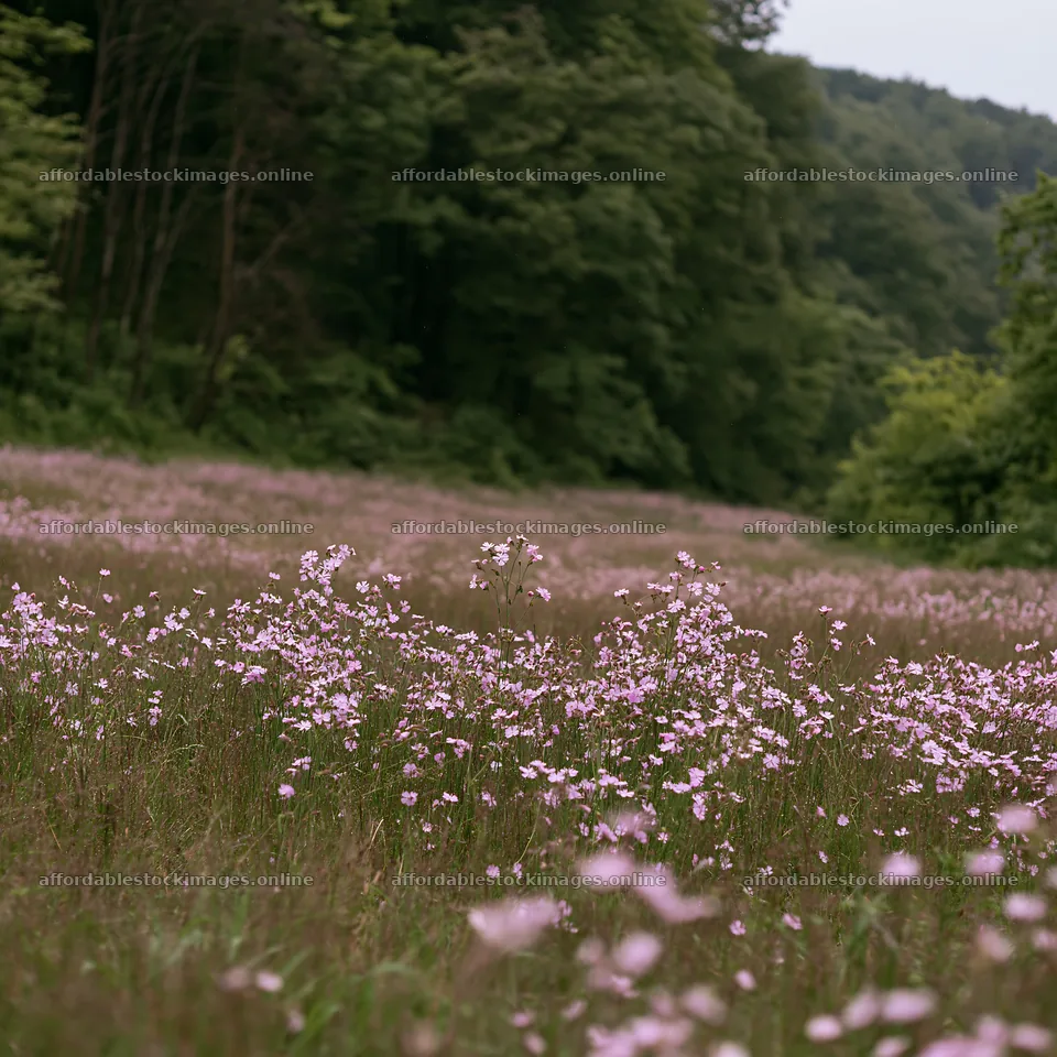 Hungarian meadow along wooded valley with wildflowers – stock images 7938x7938