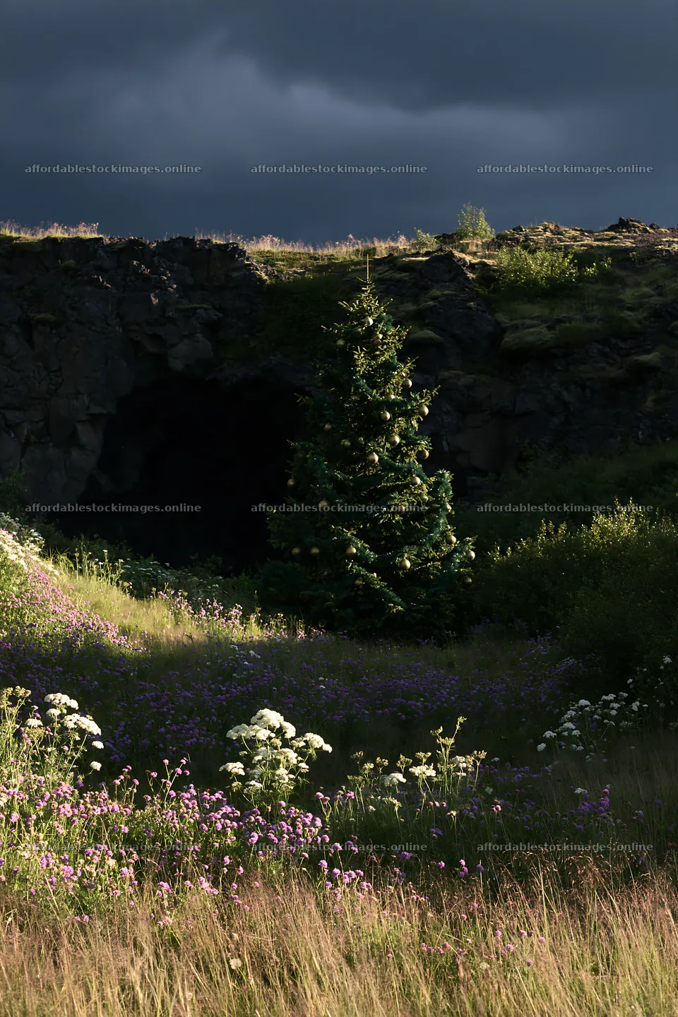 Christmas tree in meadow near cave – stock images 6480x9722