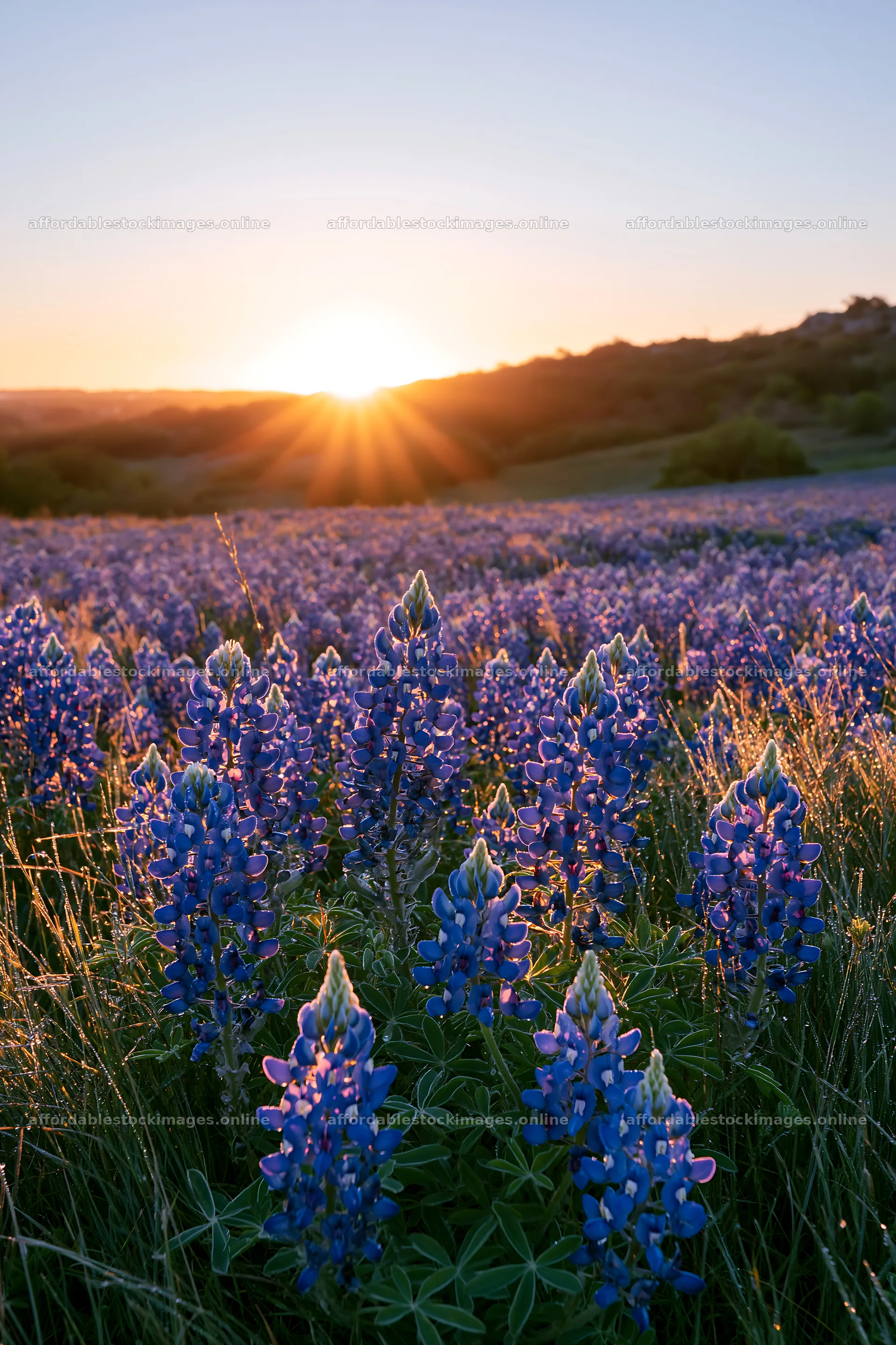 Bluebonnet meadow at sunrise with bright sun rays – stock images 6480x9722