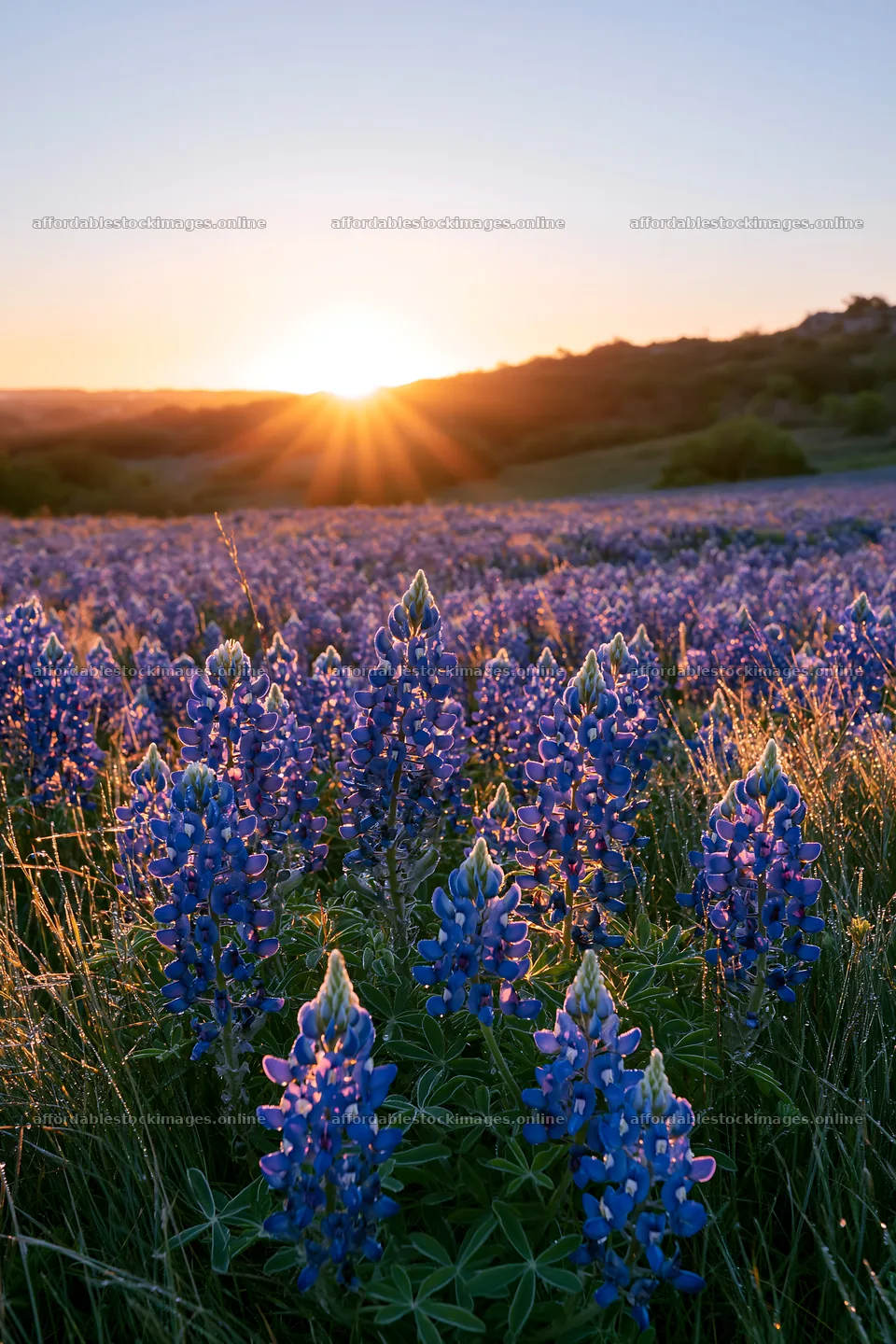 Bluebonnet meadow at sunrise with bright sun rays – stock images 6480x9722