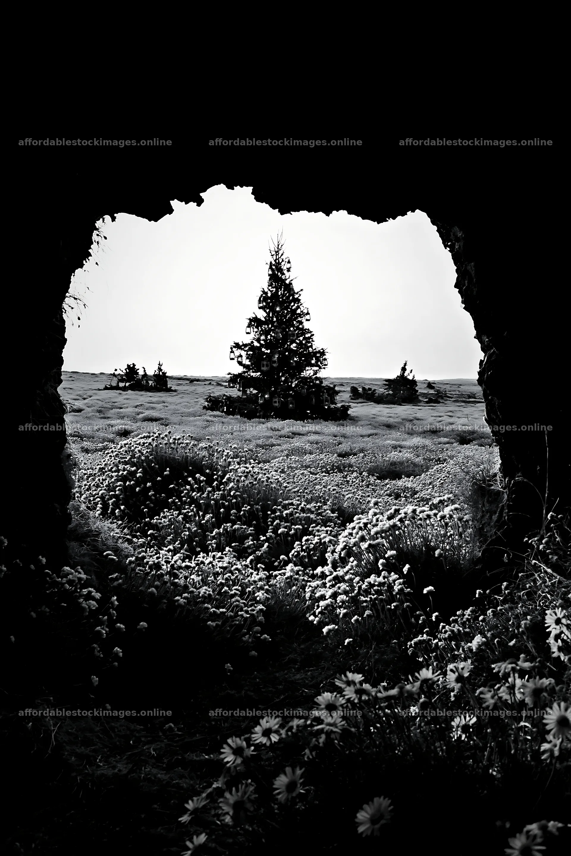 Christmas tree in meadow seen from cave – stock images 6480x9722