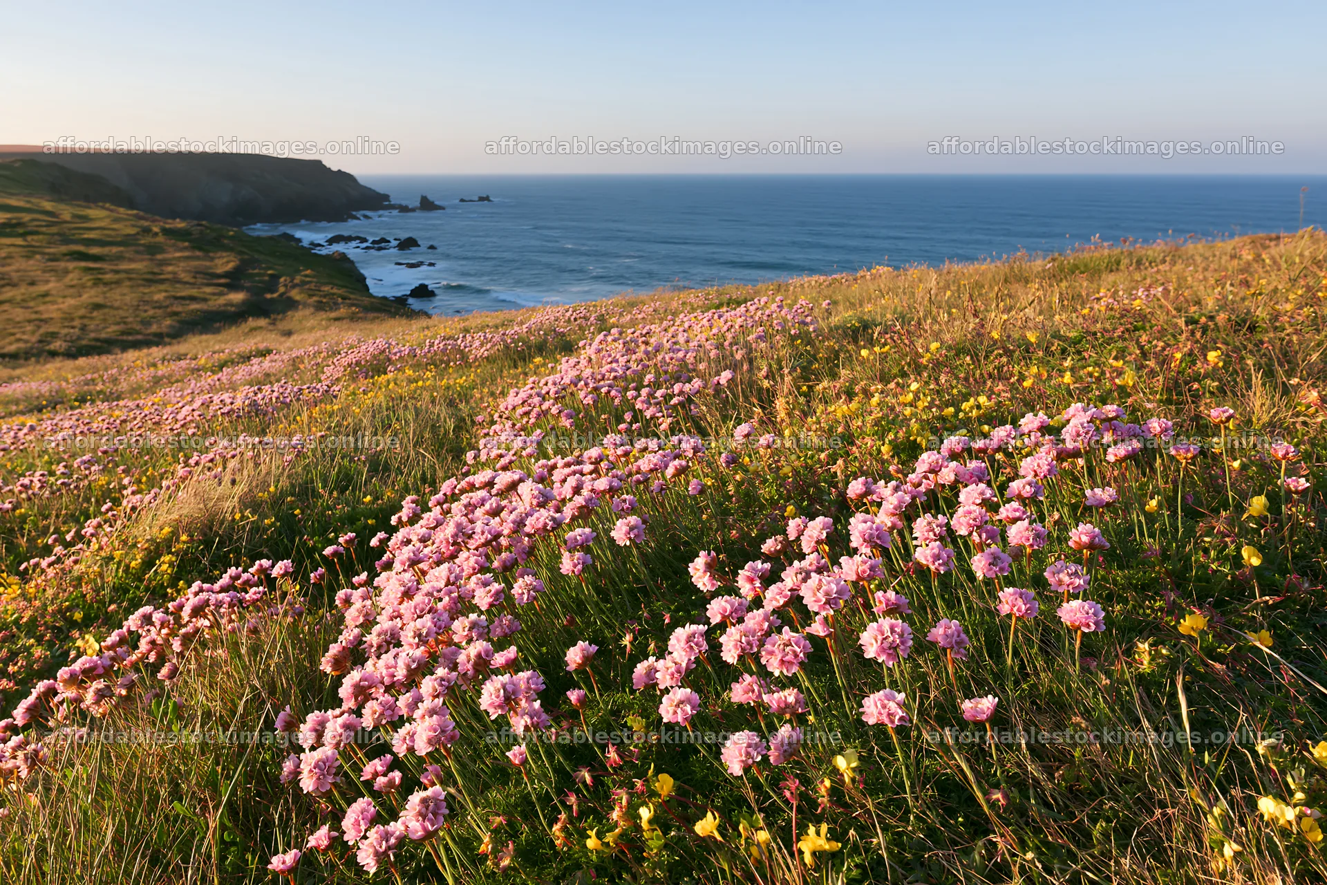 Clifftop meadow with flowers overlooking the ocean at sunset – stock images 9722x6480