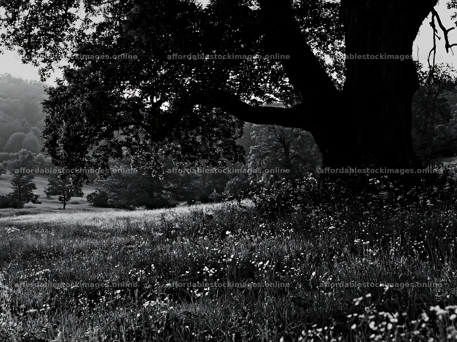 German foothill meadow with large tree and wildflowers – stock images 9174x6866